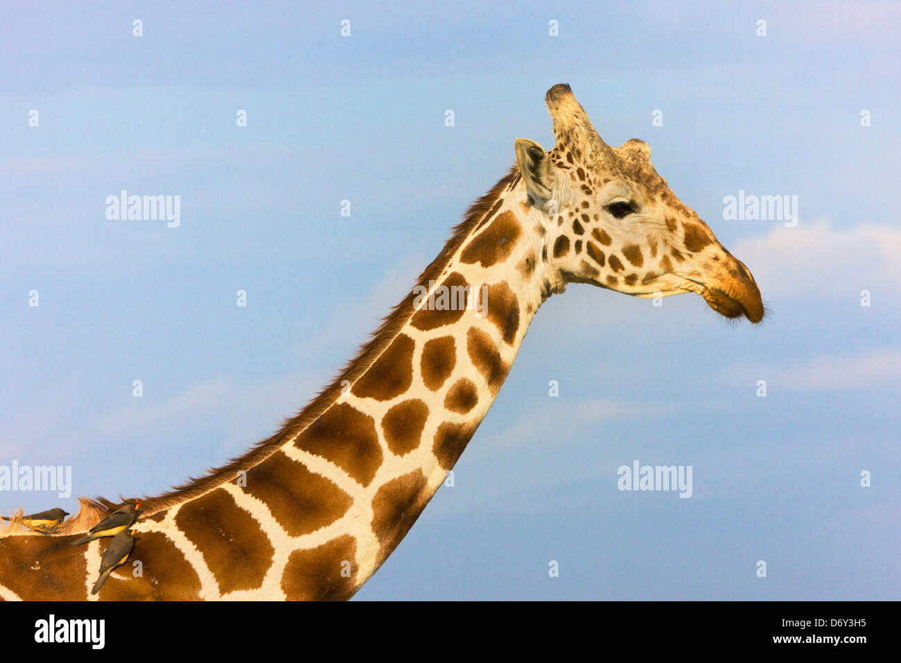 La giraffa, Samburu, Kenya Foto Stock