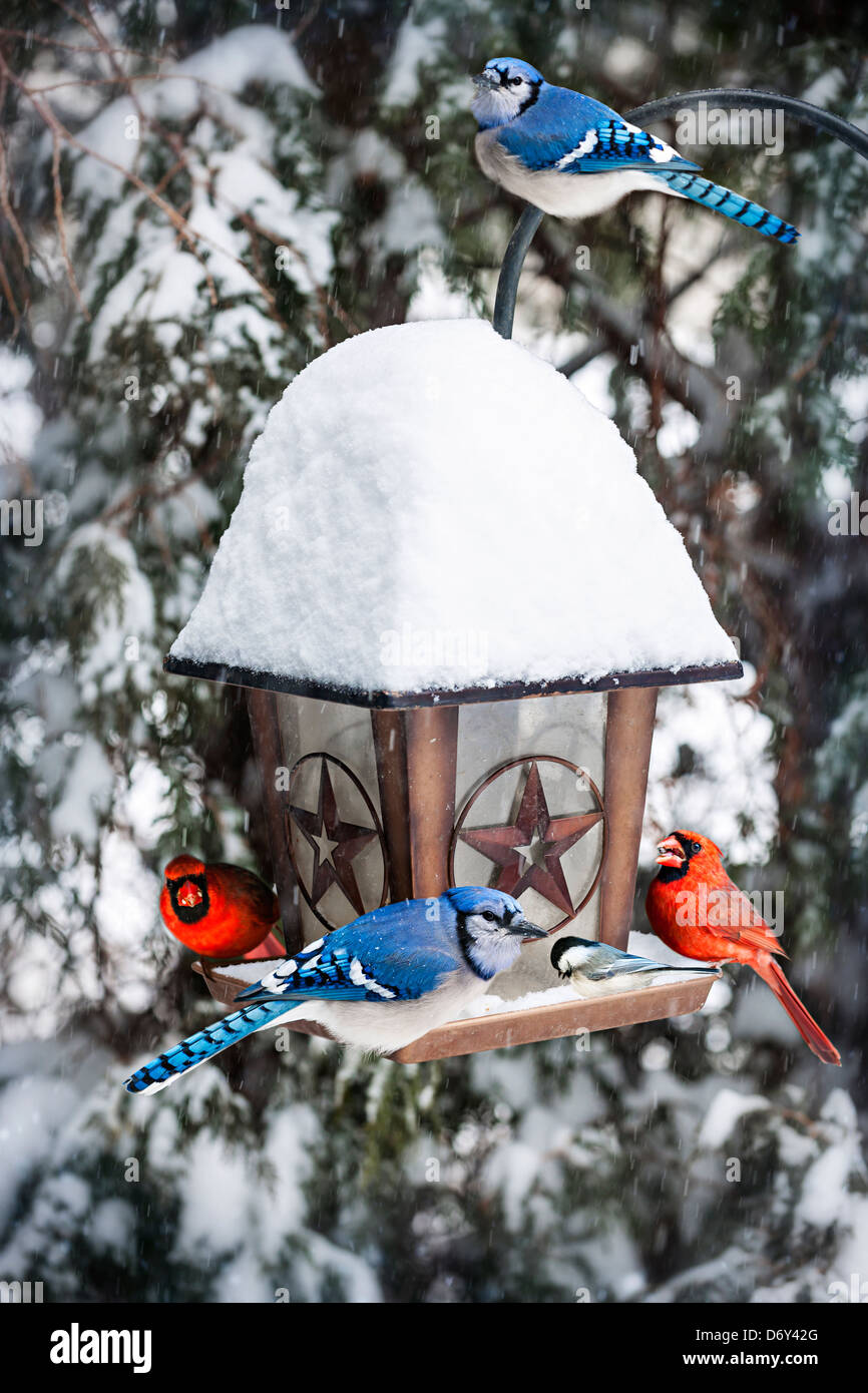 Bird Feeder in inverno con Blue Jays e cardinali Foto Stock
