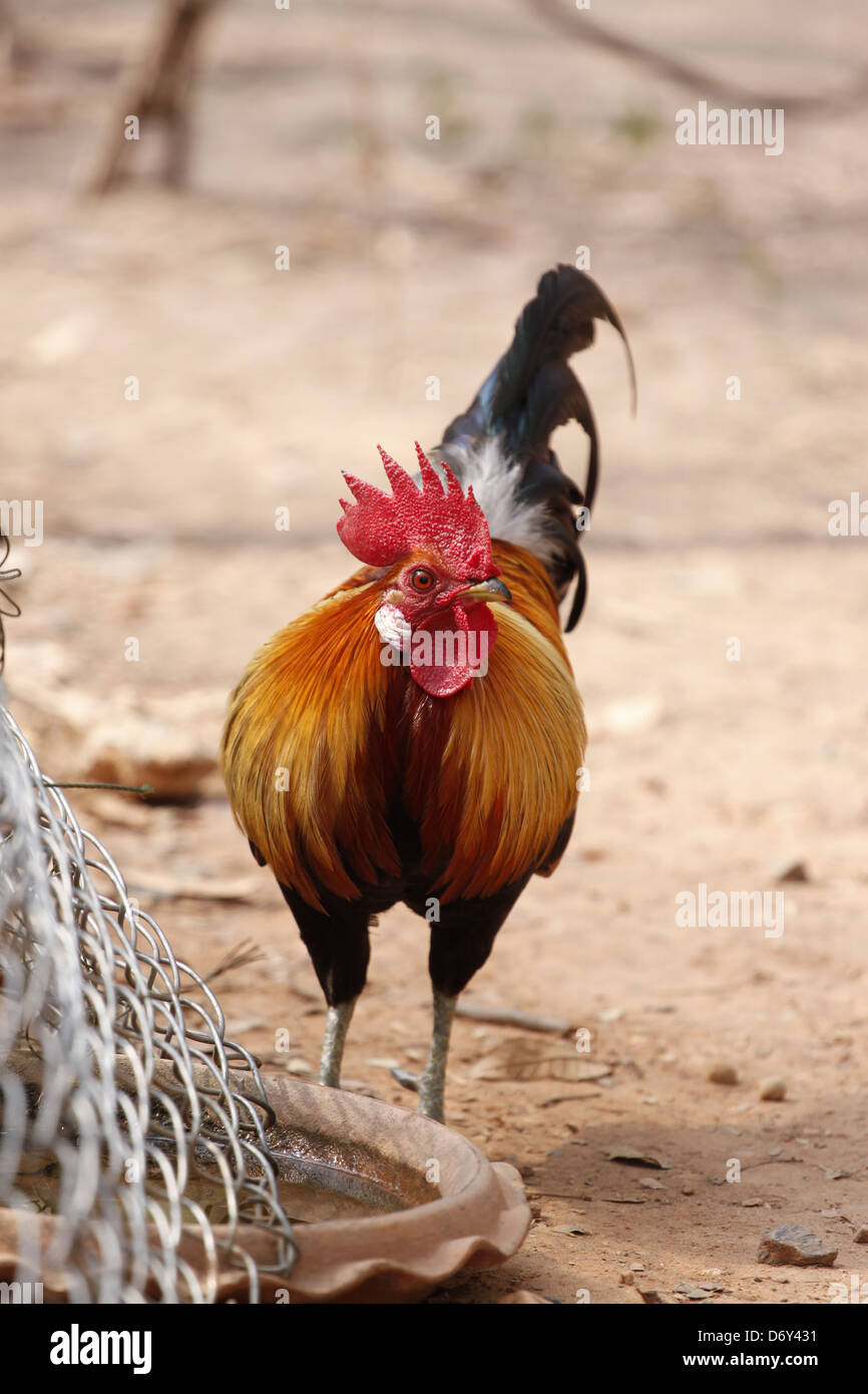 Thai di specie native. Foto Stock