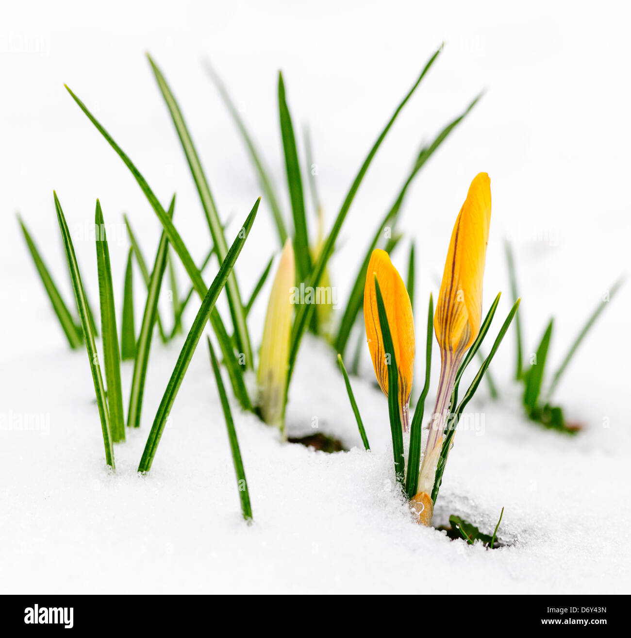Il croco giallo fiori che crescono nella neve durante la primavera Foto Stock