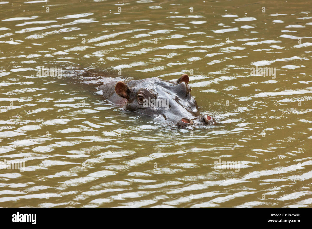 Hippo in acqua, il Masai Mara, Kenya Foto Stock