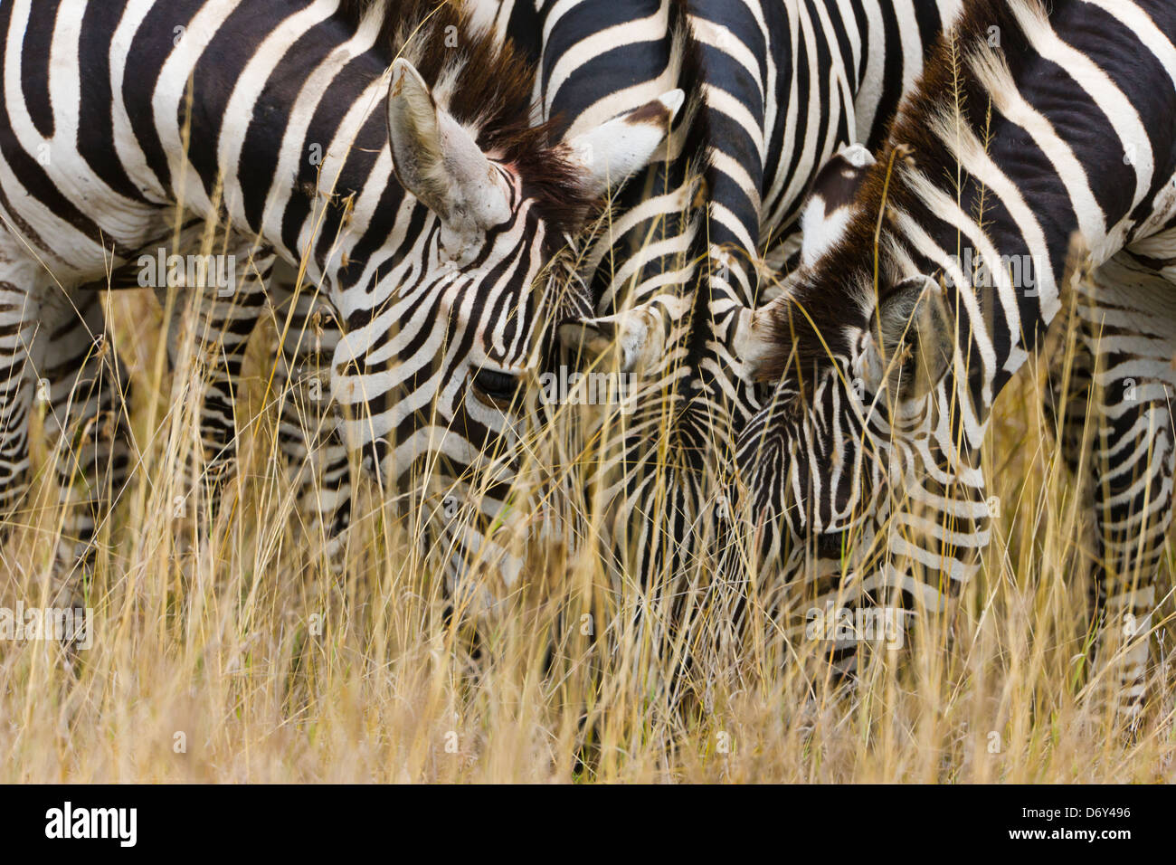 Zebre, il Masai Mara, Kenya Foto Stock