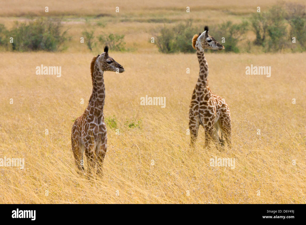 La giraffa cubs, il Masai Mara, Kenya Foto Stock