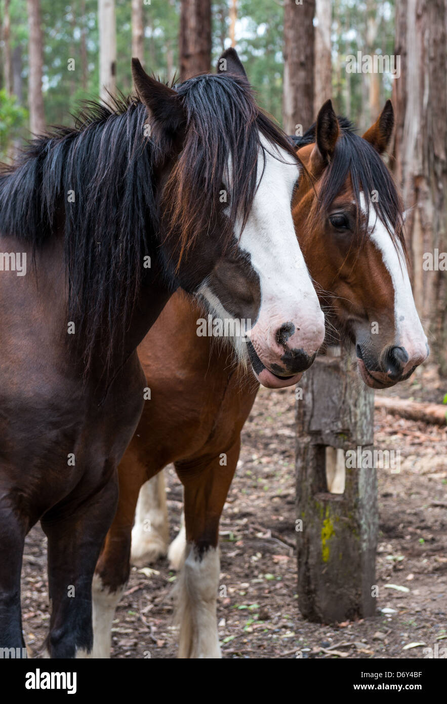 Due cavalli Clydesdale riposo in un paddock dopo una dura giornata di lavoro. Foto Stock