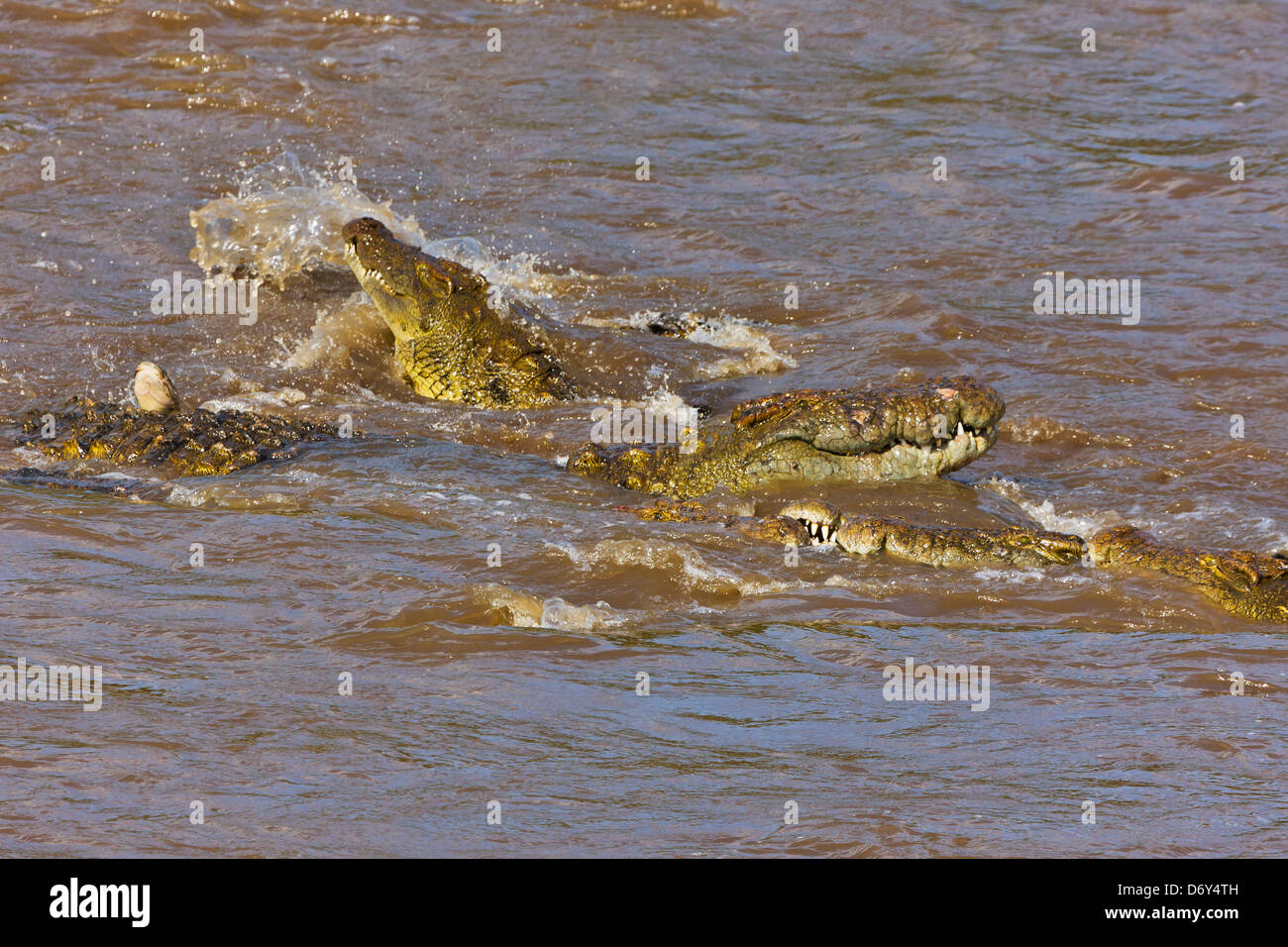 I coccodrilli di mangiare GNU, Masai Mara, Kenya Foto Stock