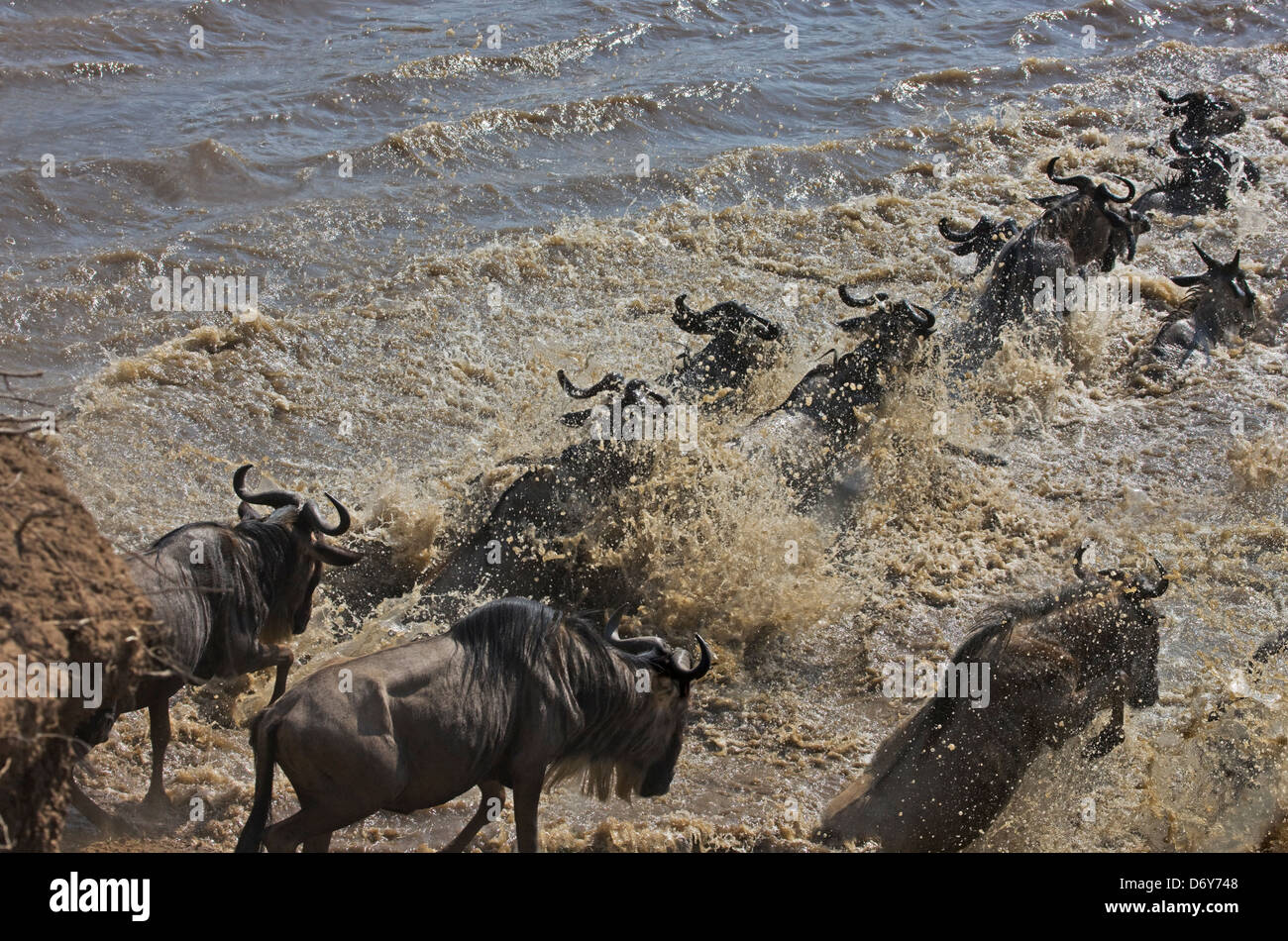 Gnu migrazione, attraversando il fiume Masai, il Masai Mara, Kenya Foto Stock