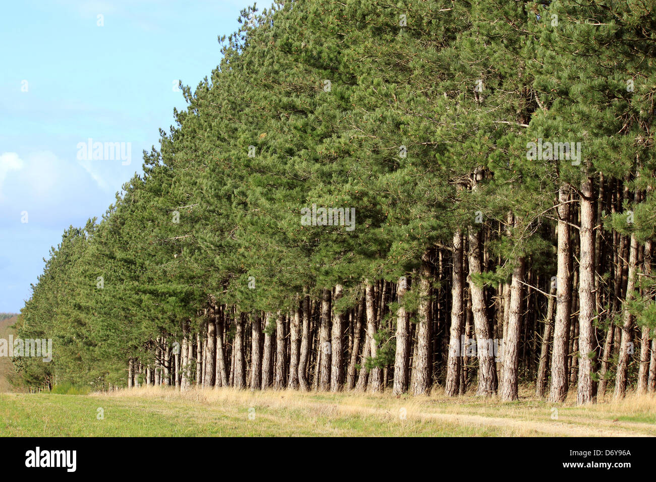 Una foresta di pini righe su uno sfondo di cielo blu autunno Foto Stock