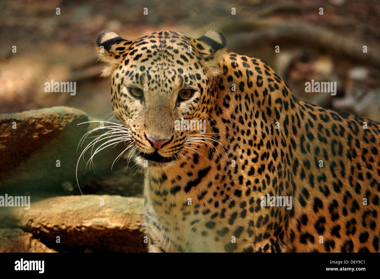 Indian Leopard (Panthera pardus fusca) Foto Stock