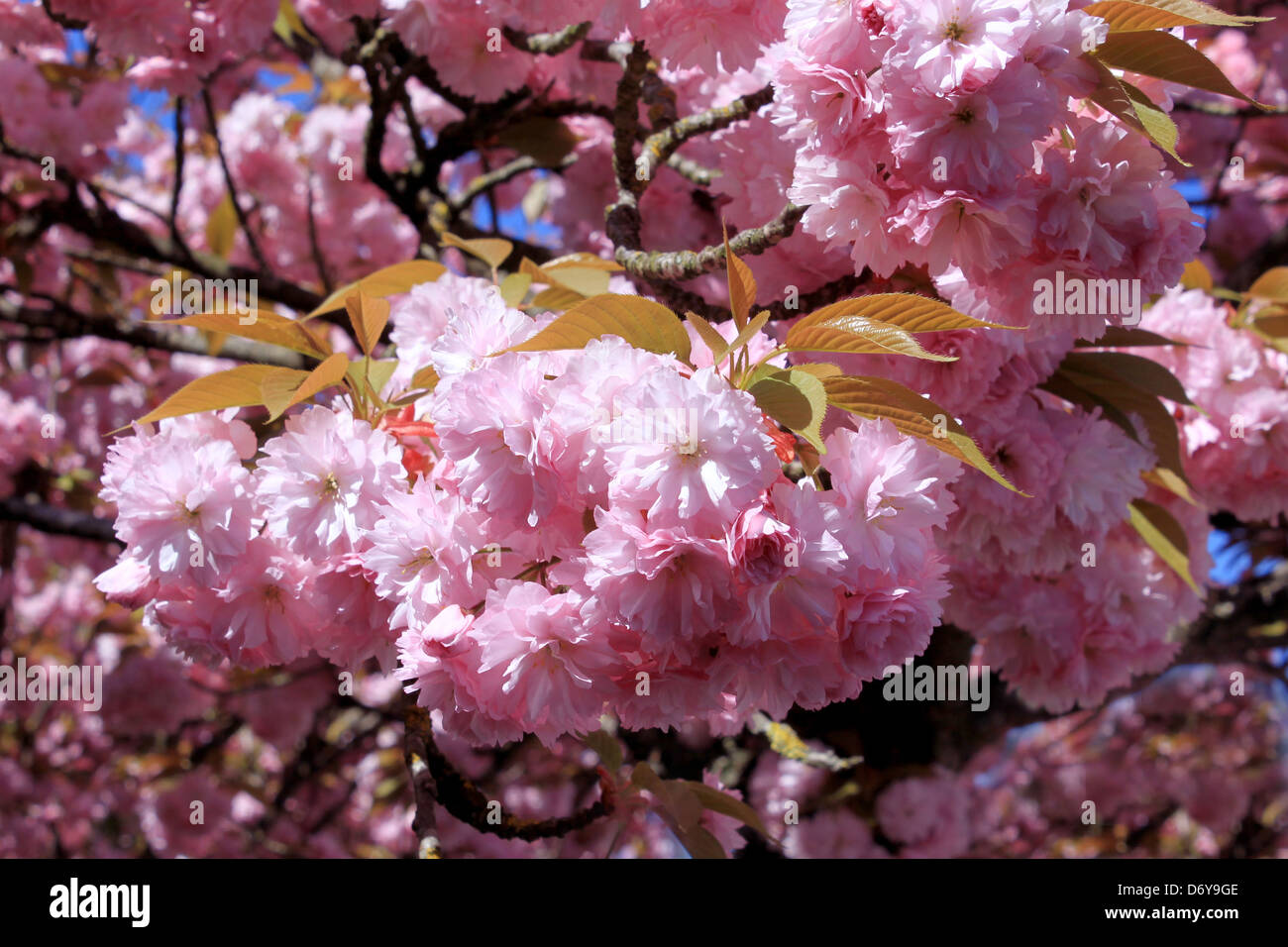 Un albero in primavera con la fioritura fiori di colore rosa e la comparsa del pistillo su uno sfondo di cielo blu Foto Stock