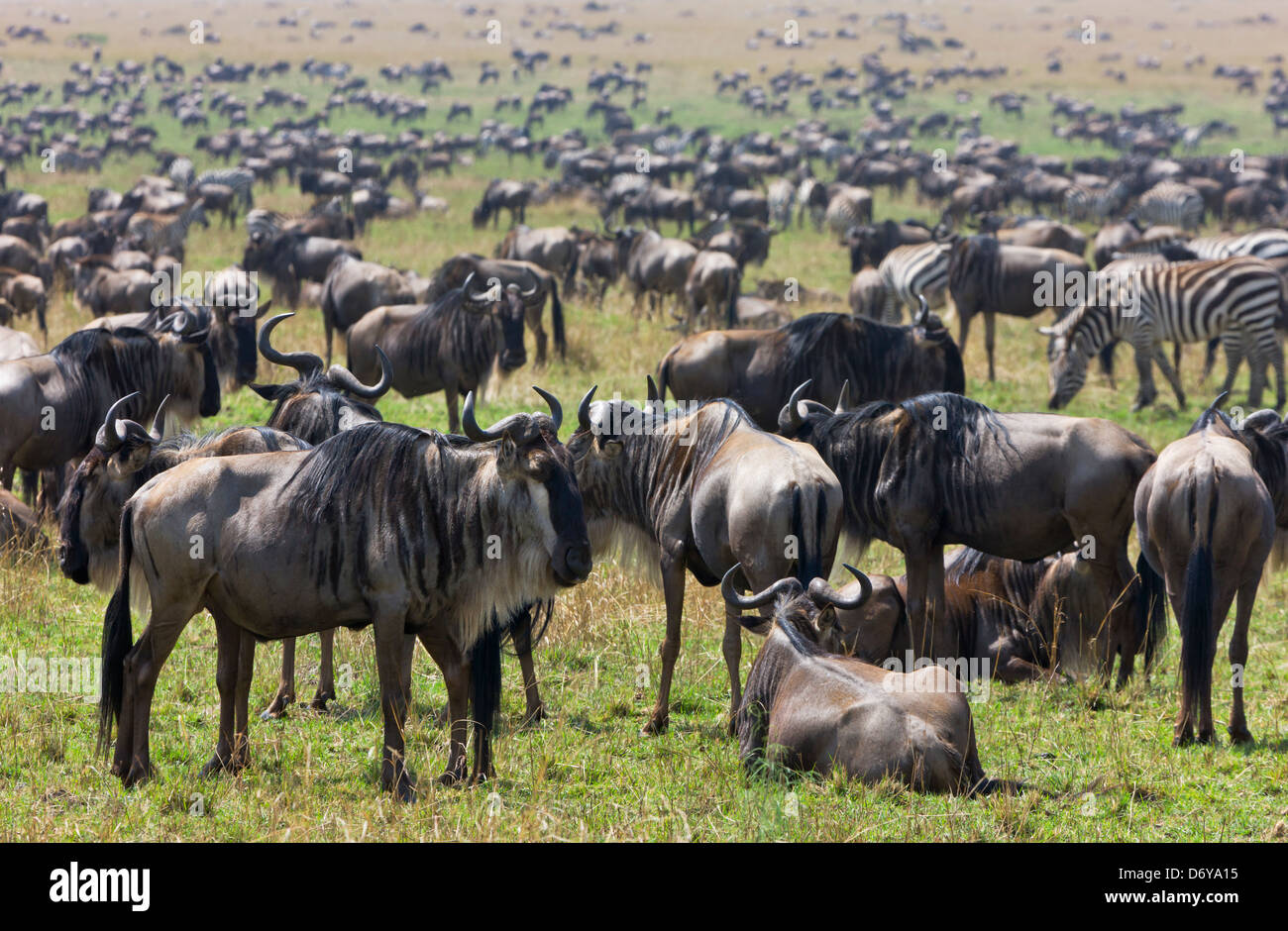 Migrazione di gnu, il Masai Mara, Kenya Foto Stock