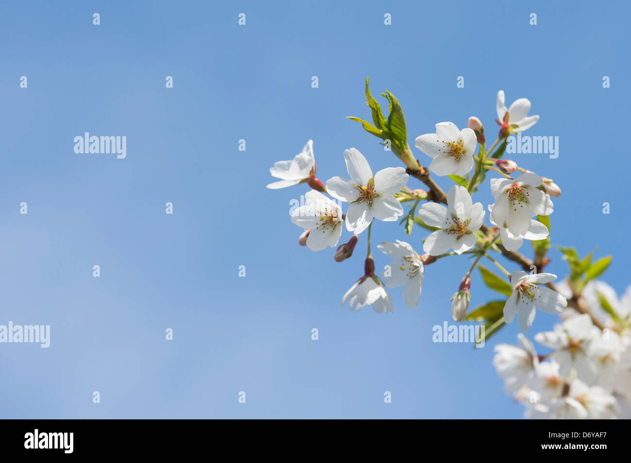 Prunus yedoensis Tsubame. Yoshino ciliegia. Ciliegia giapponese albero blossom Foto Stock