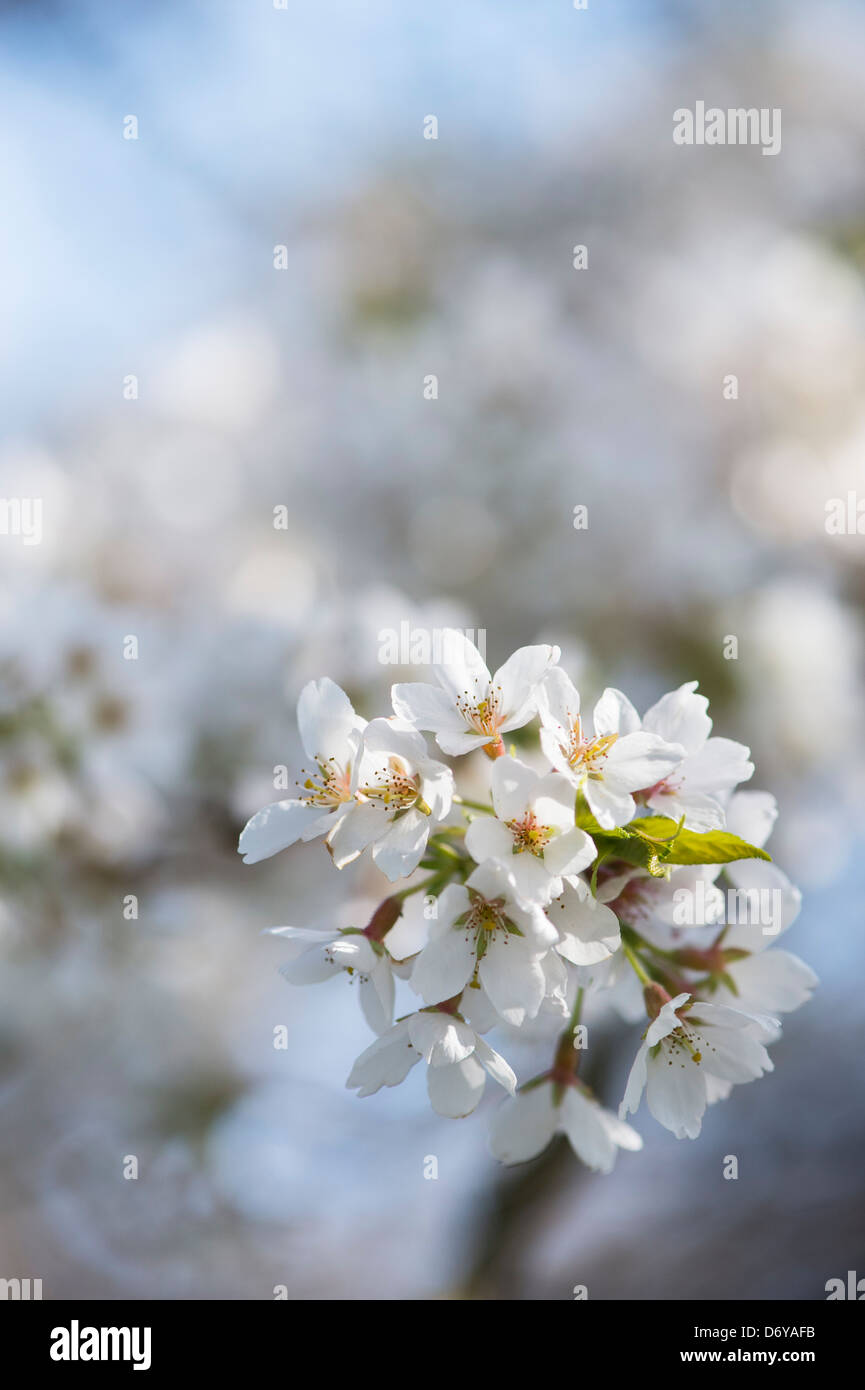 Prunus yedoensis Tsubame. Yoshino ciliegia. Giapponese albero ciliegio. RHS Wisley Gardens. Inghilterra Foto Stock