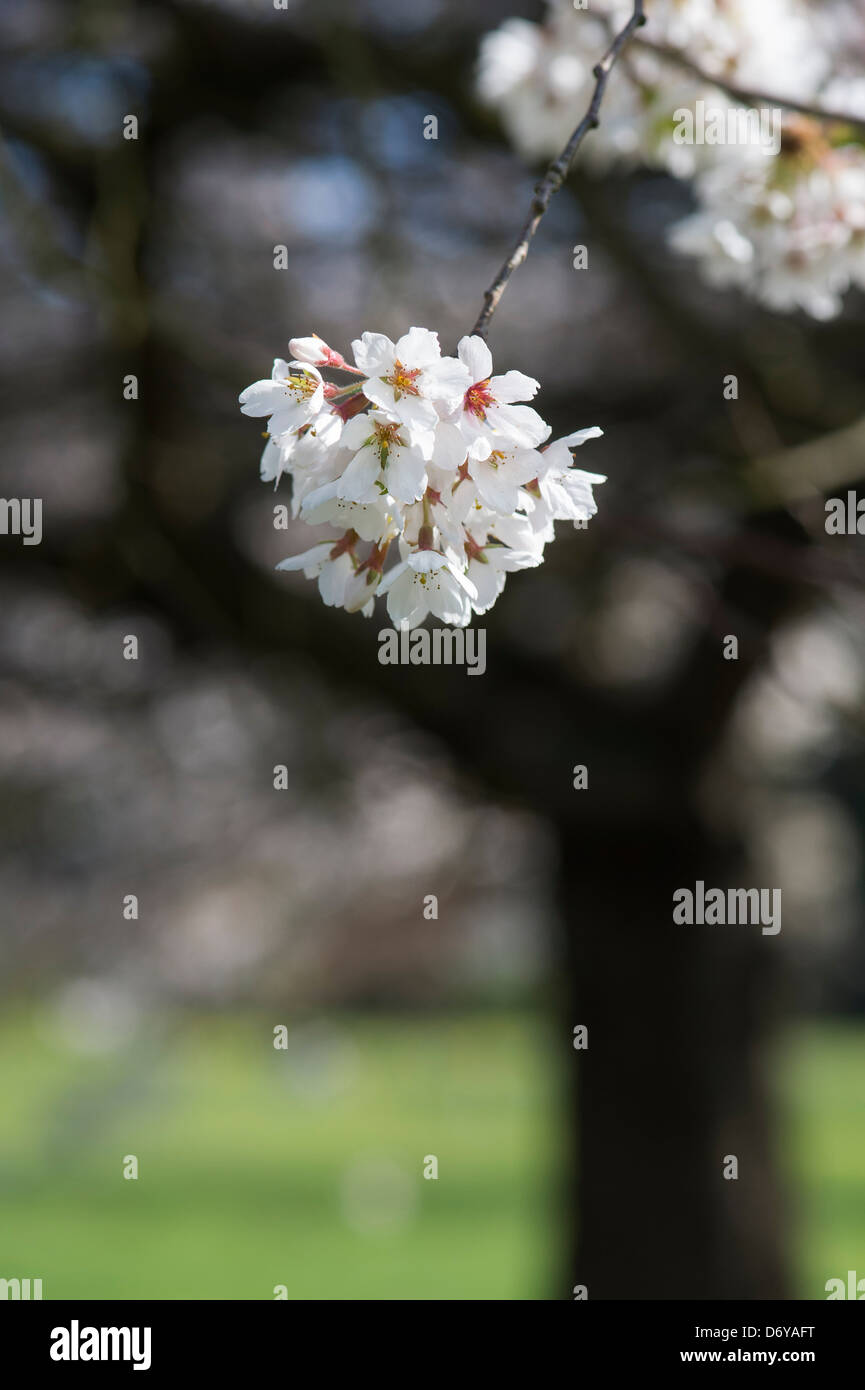 Prunus yedoensis Tsubame. Yoshino ciliegia. Giapponese albero ciliegio. RHS Wisley Gardens. Inghilterra Foto Stock