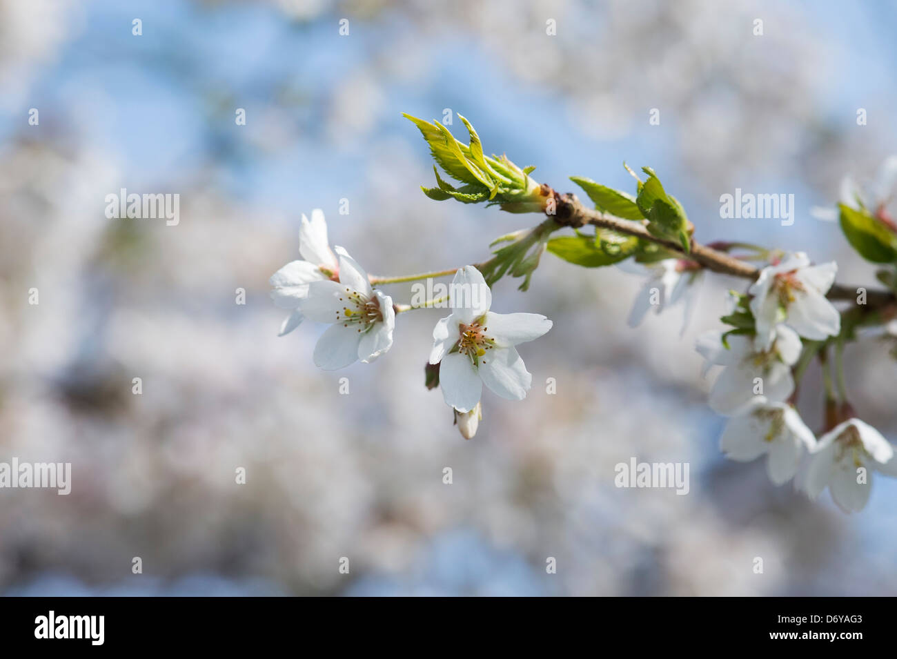 Prunus yedoensis Tsubame. Yoshino ciliegia. Ciliegia giapponese albero blossom Foto Stock