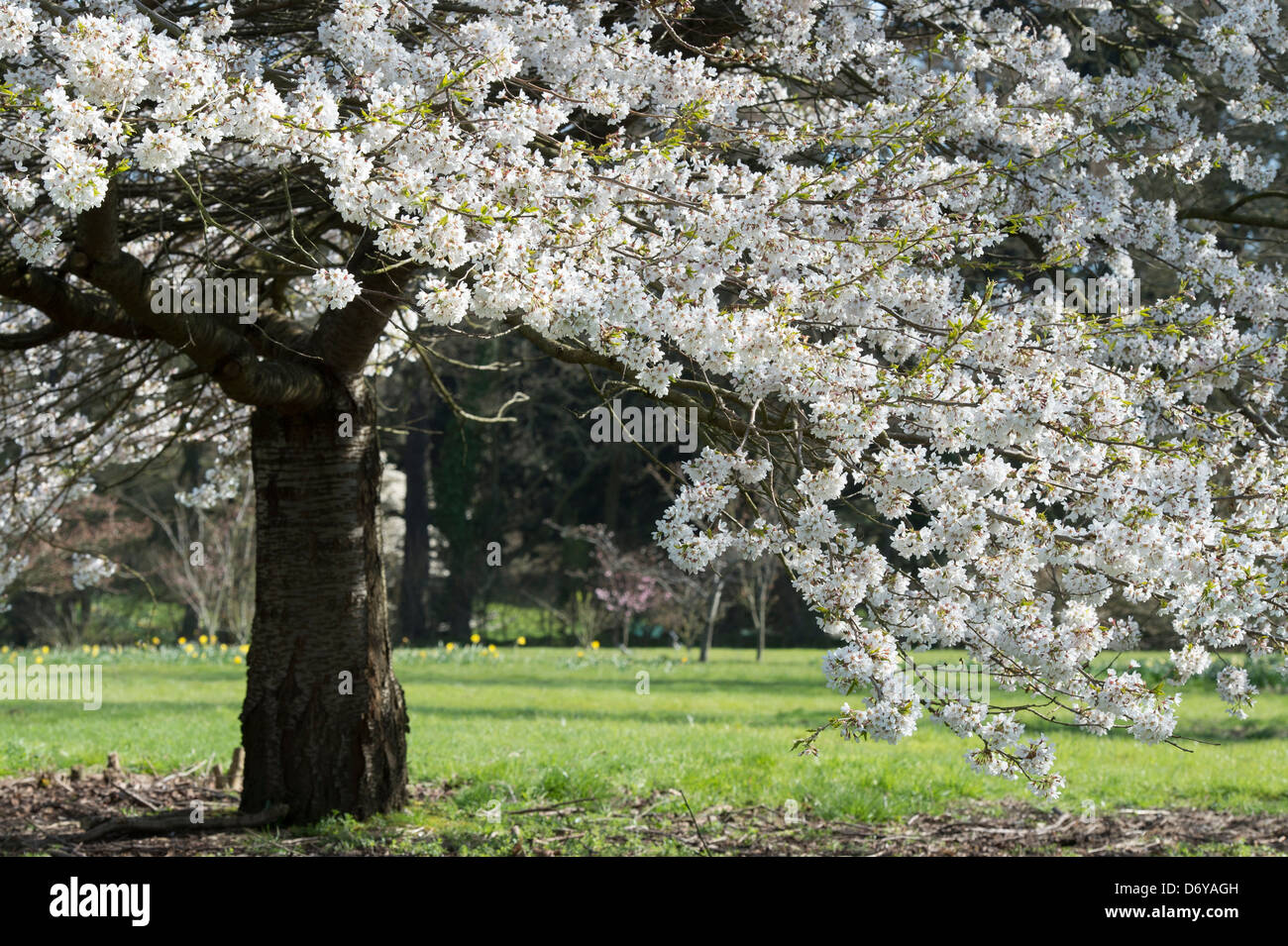 Prunus yedoensis Tsubame. Yoshino ciliegia. Giapponese albero ciliegio. RHS Wisley Gardens. Inghilterra Foto Stock