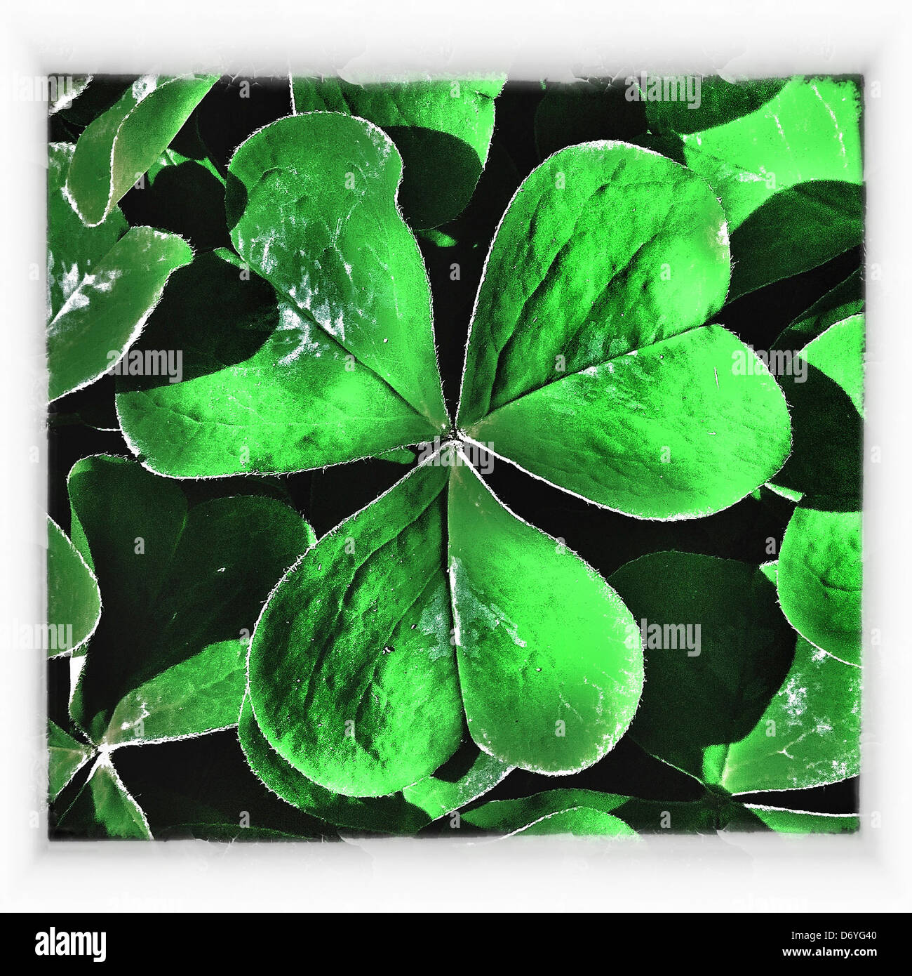 Close up di trifoglio verde - Immagine stock catturata con smartphone