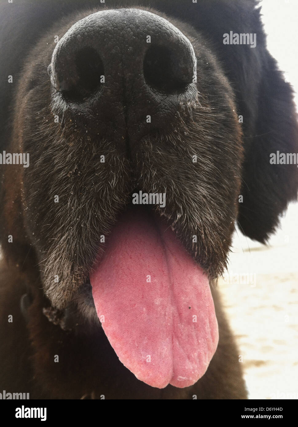 Chiusura del cane la bocca e la lingua - Immagine stock catturata con smartphone