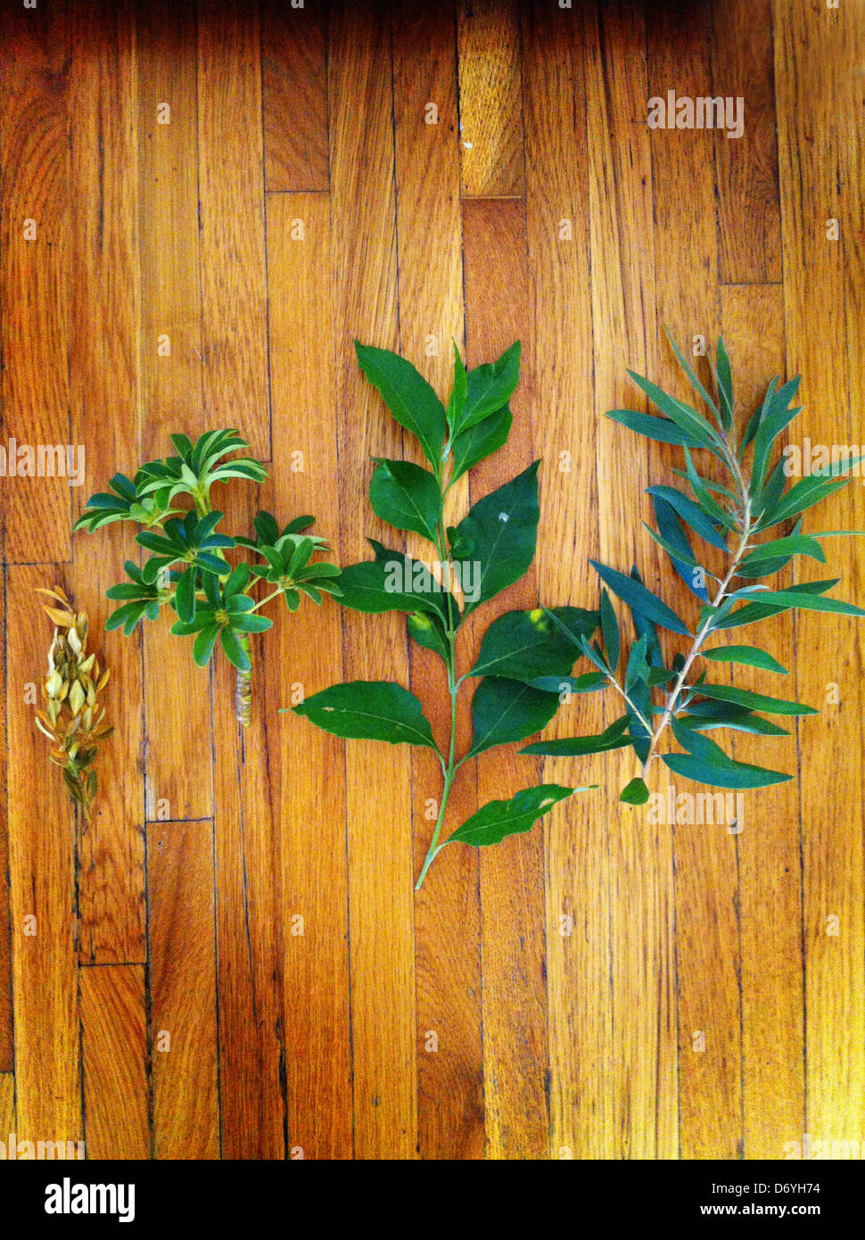 I gambi e le foglie sul pavimento in legno - Immagine stock catturata con smartphone