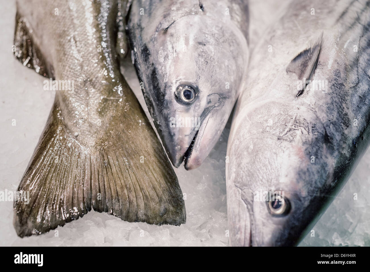 Close up di pesce intero su ghiaccio - Immagine stock catturata con smartphone