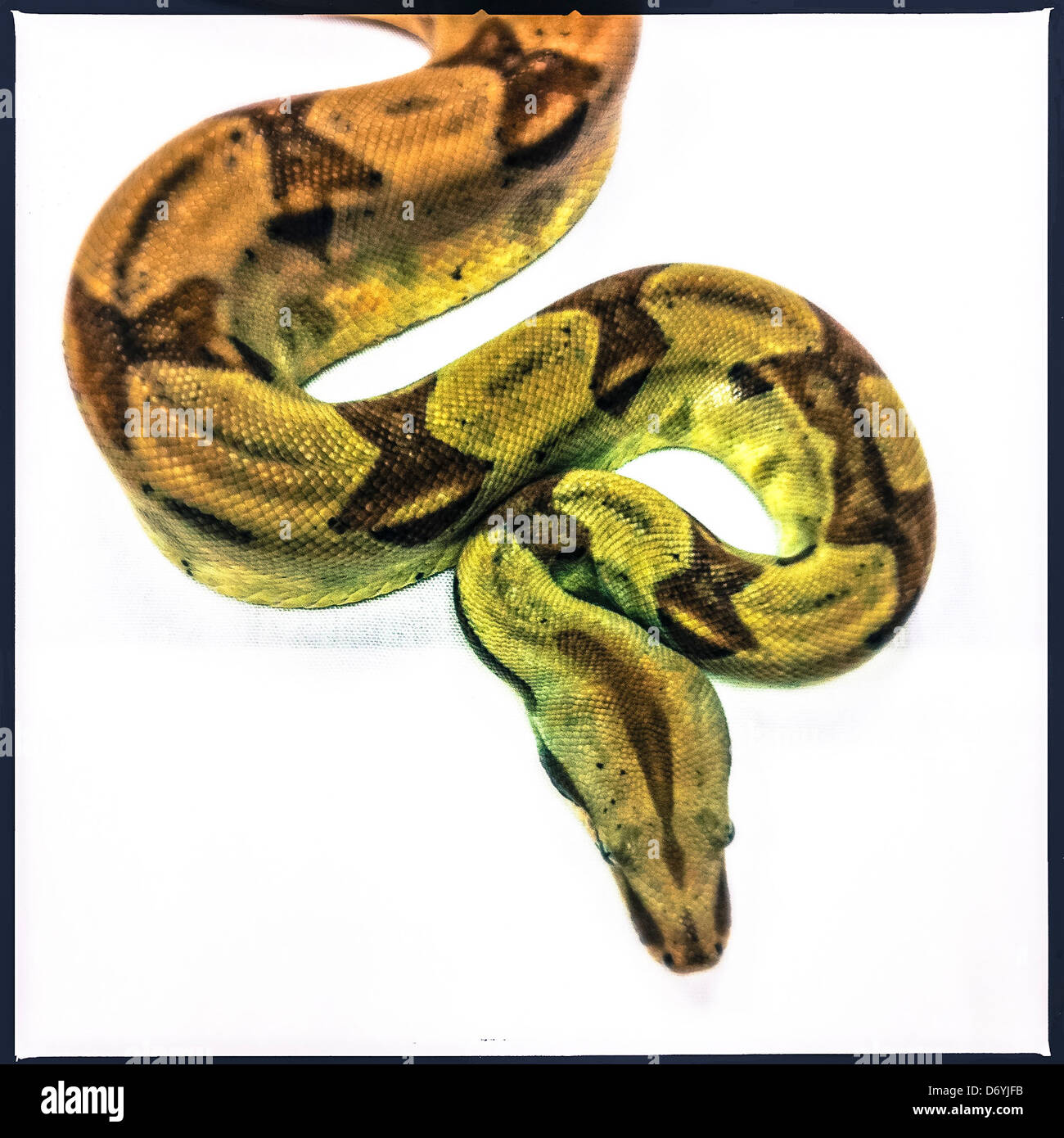 Close up di snake - Immagine stock catturata con smartphone