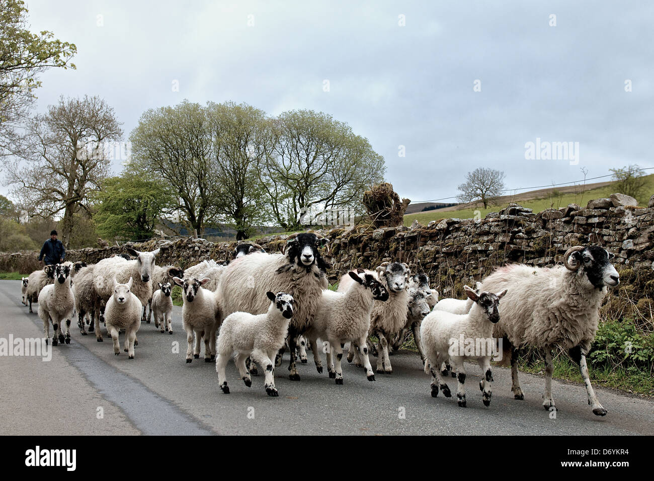 Pecore e agnelli essendo herded lungo una strada di campagna nel Nord Yorkshire paese lato. Foto Stock