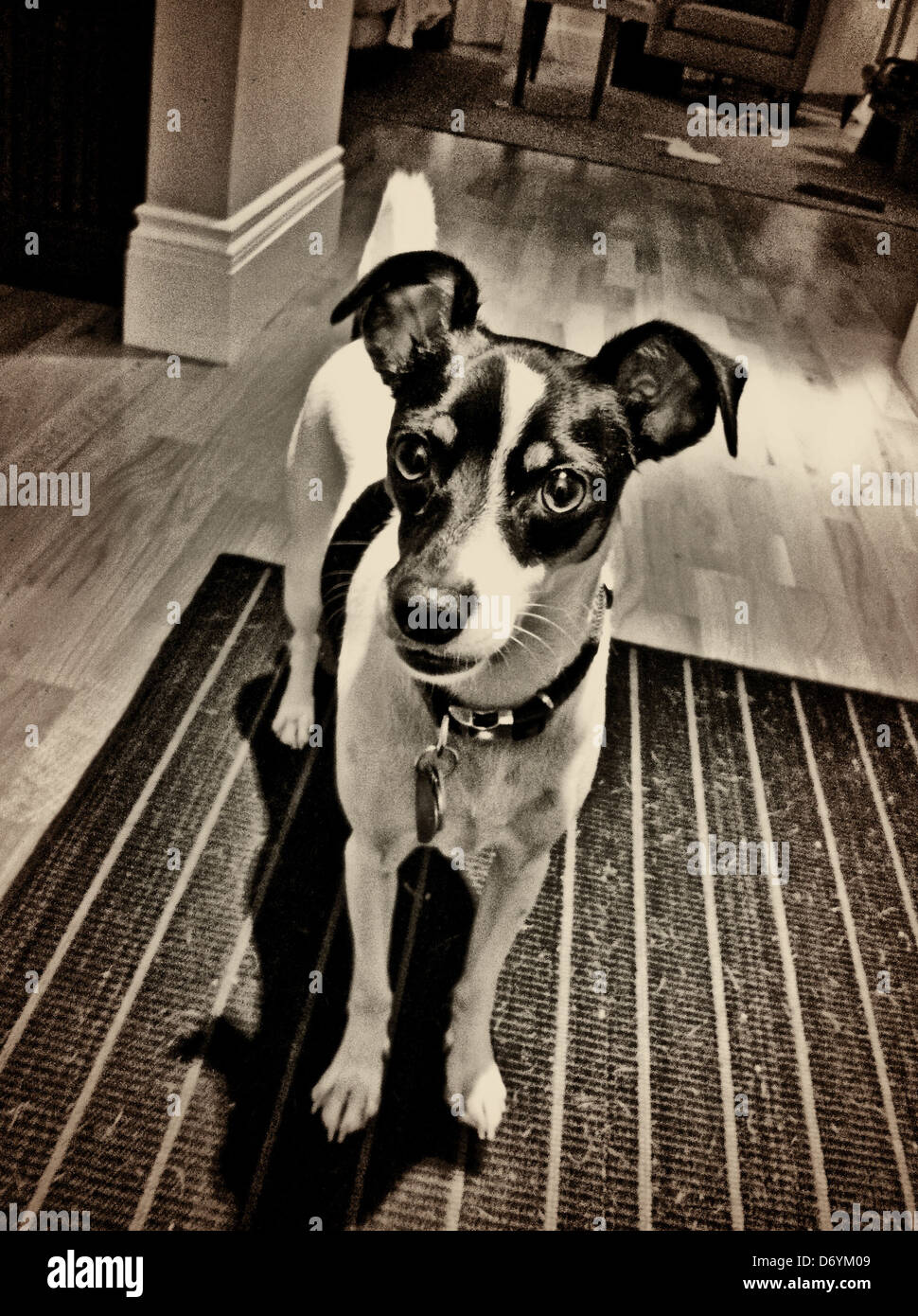 Rat terrier cane in piedi in corridoio - Immagine stock catturata con smartphone