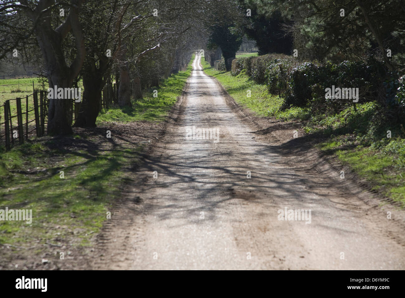 Dritto lungo viale alberato strada di campagna, Sutton, Suffolk, Inghilterra Foto Stock