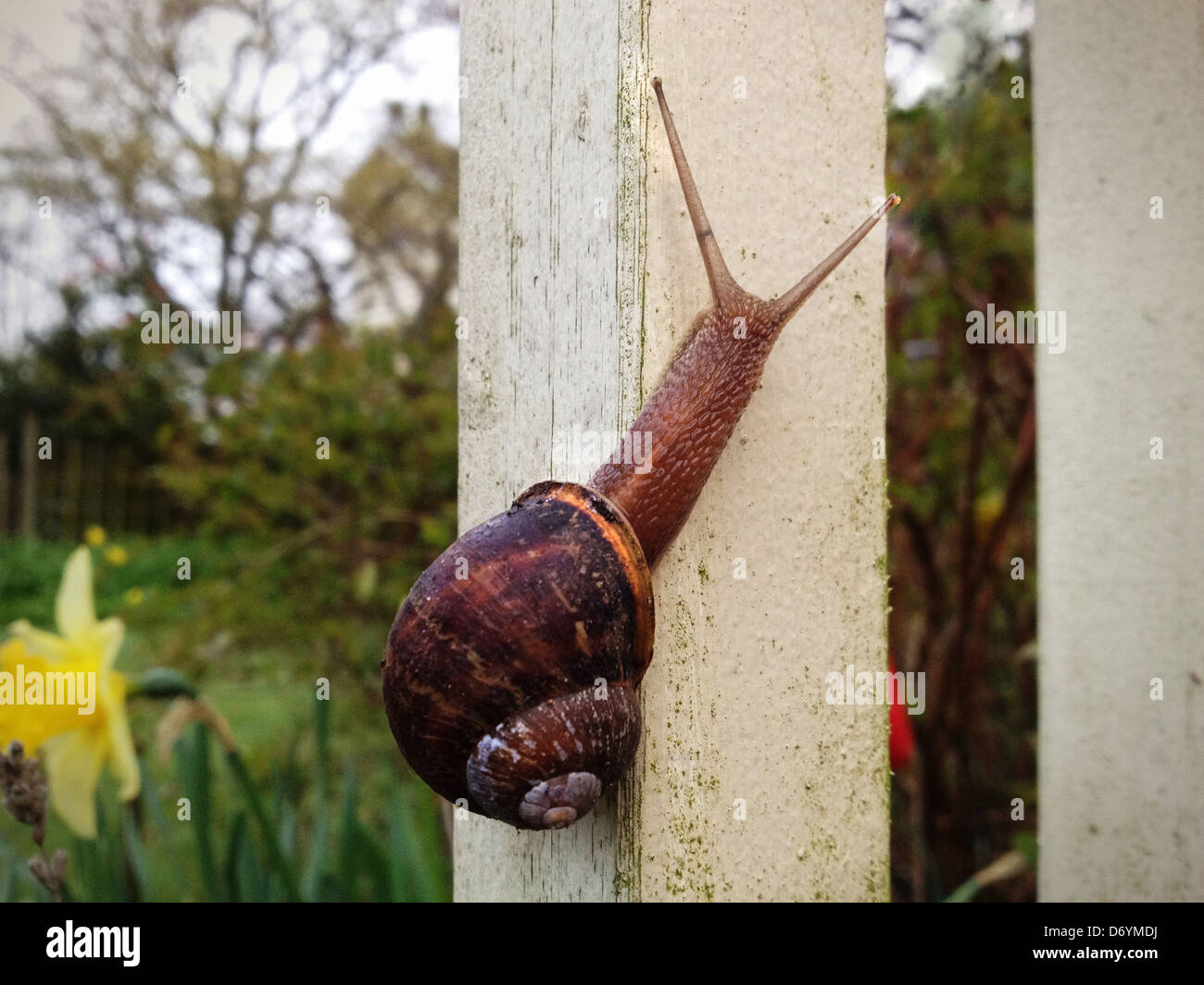Snail arrampicarsi palo di legno - Immagine stock catturata con smartphone