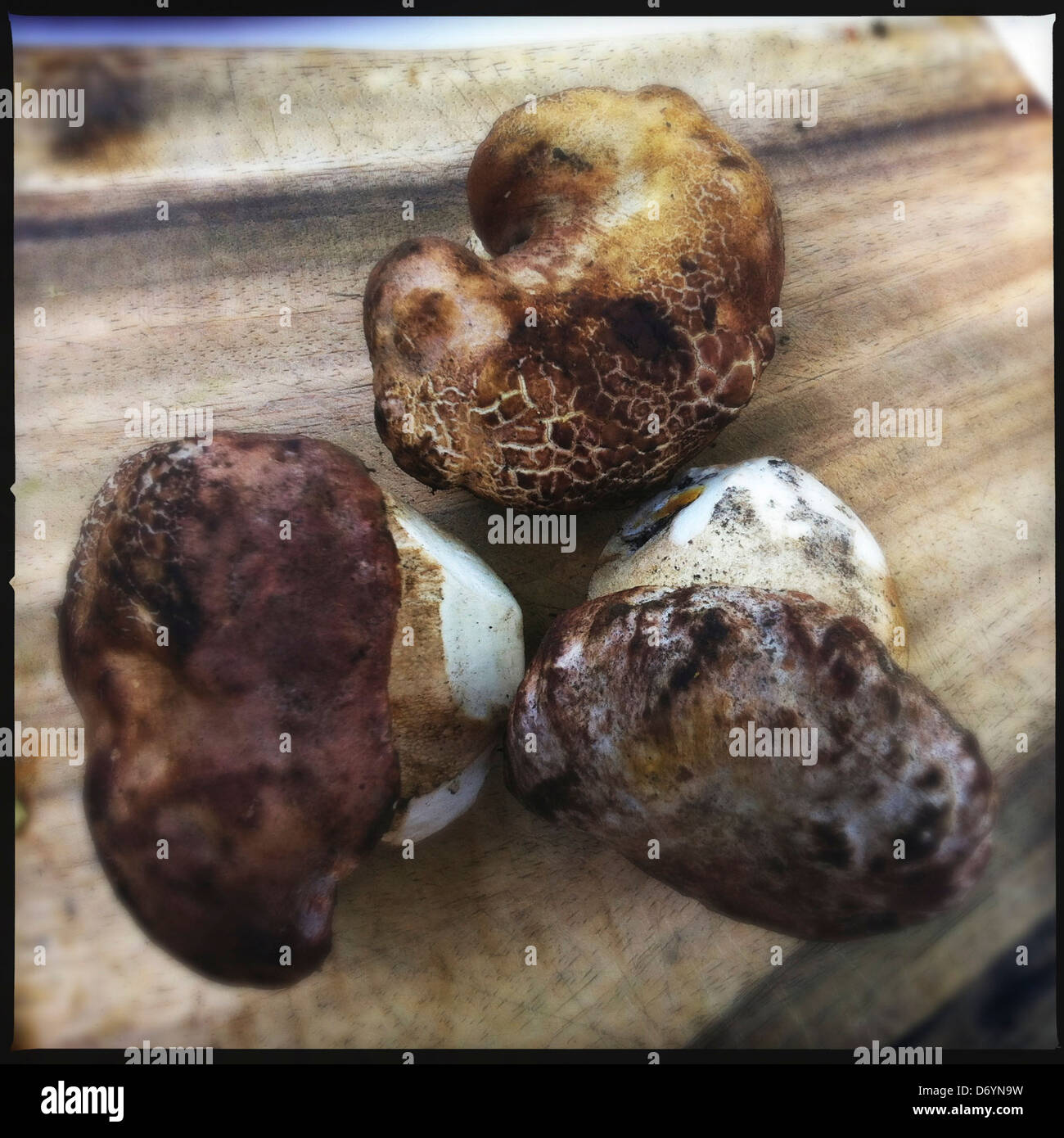 In prossimità di piante raccolte - Immagine stock catturata con smartphone