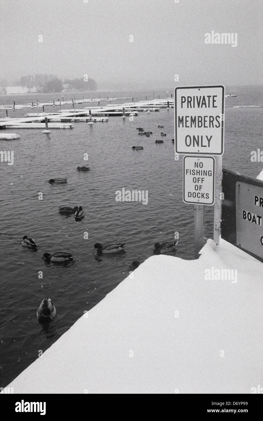 Anatre nuotare in acqua accanto membri privati solo segno sulla coperta di neve dock sul Lago Michigan Chicago Cook County Illinois USA Foto Stock