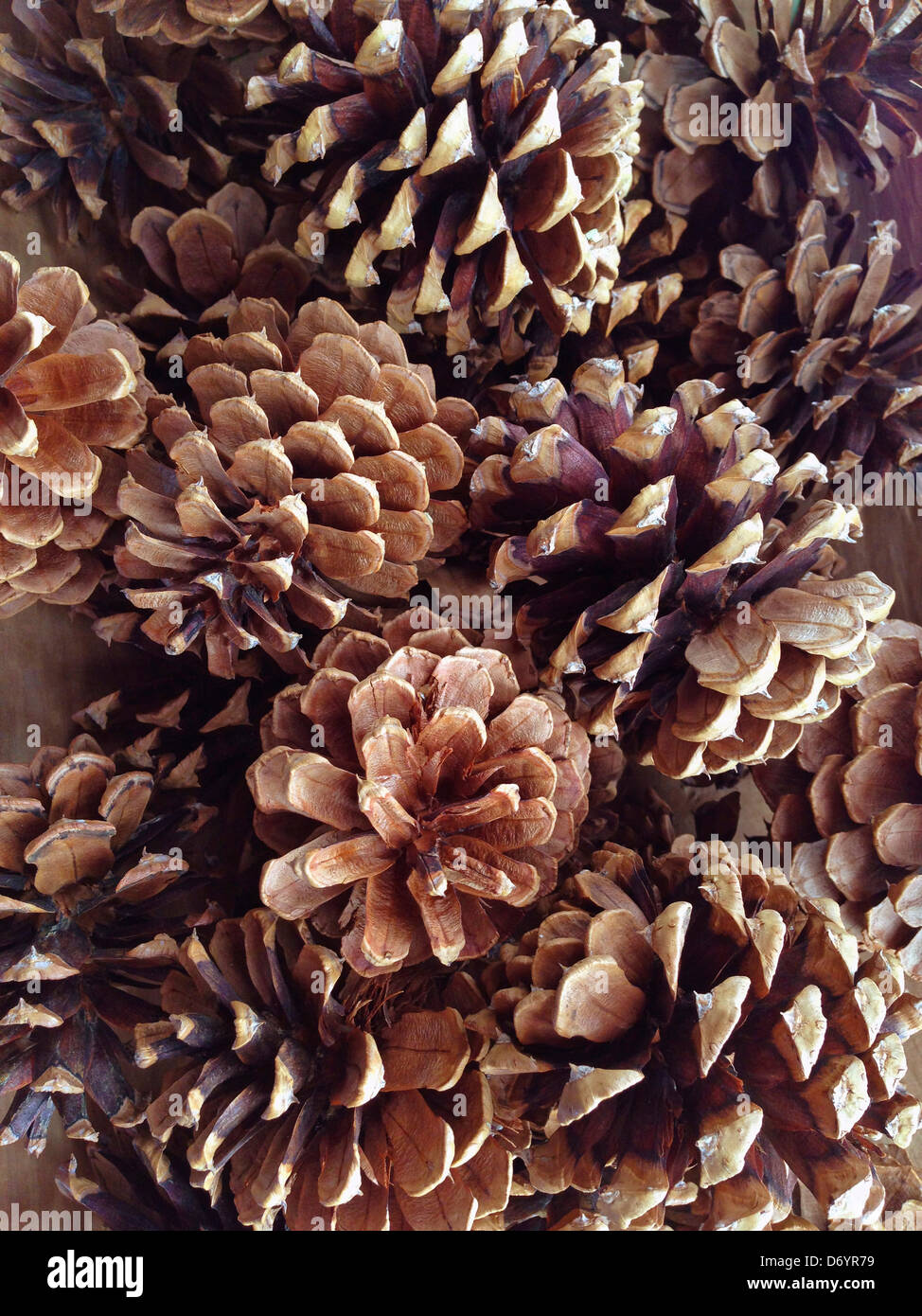 Close up di pigne - Immagine stock catturata con smartphone