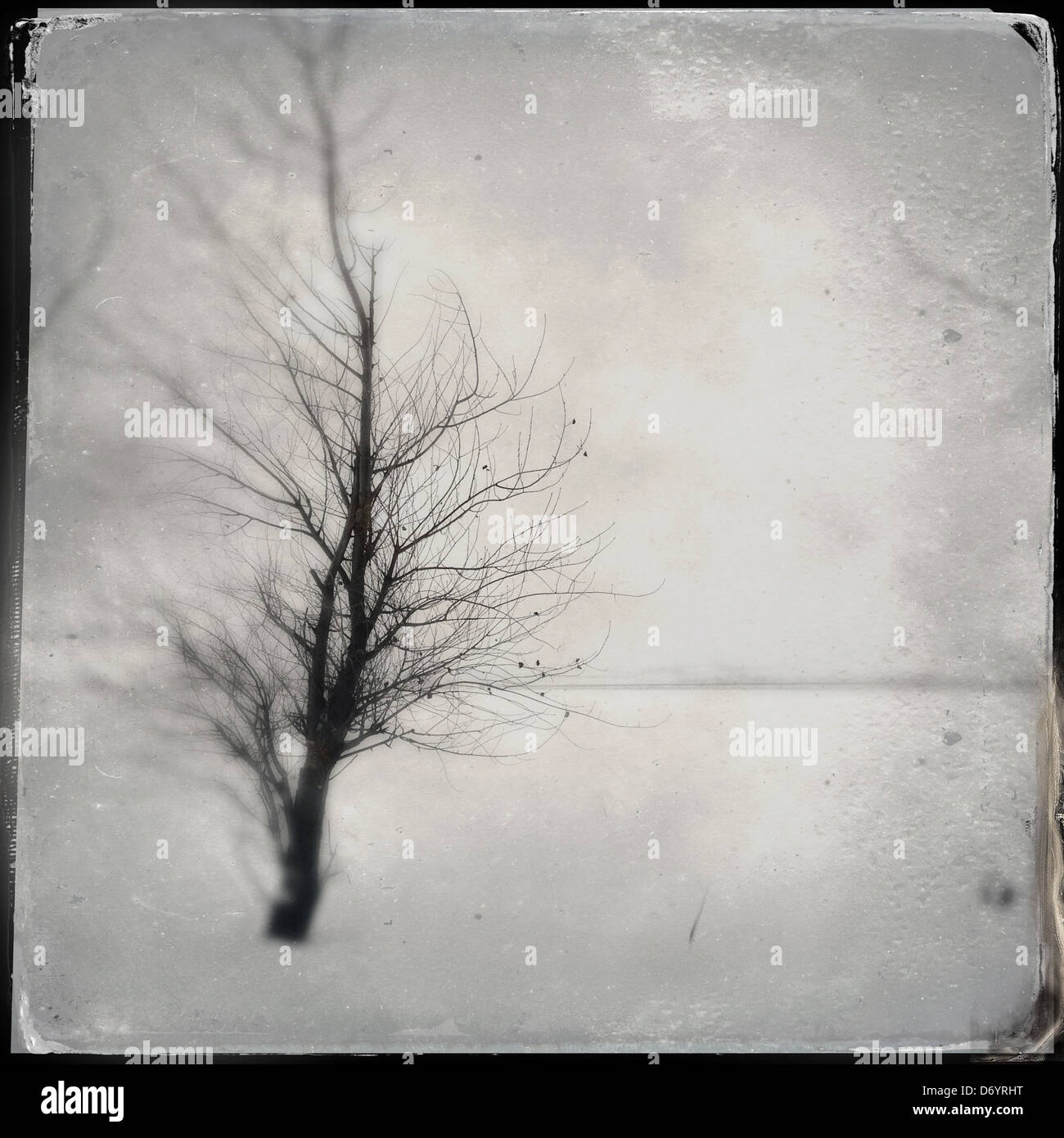 Alberi nudo in boschi innevati Foto Stock