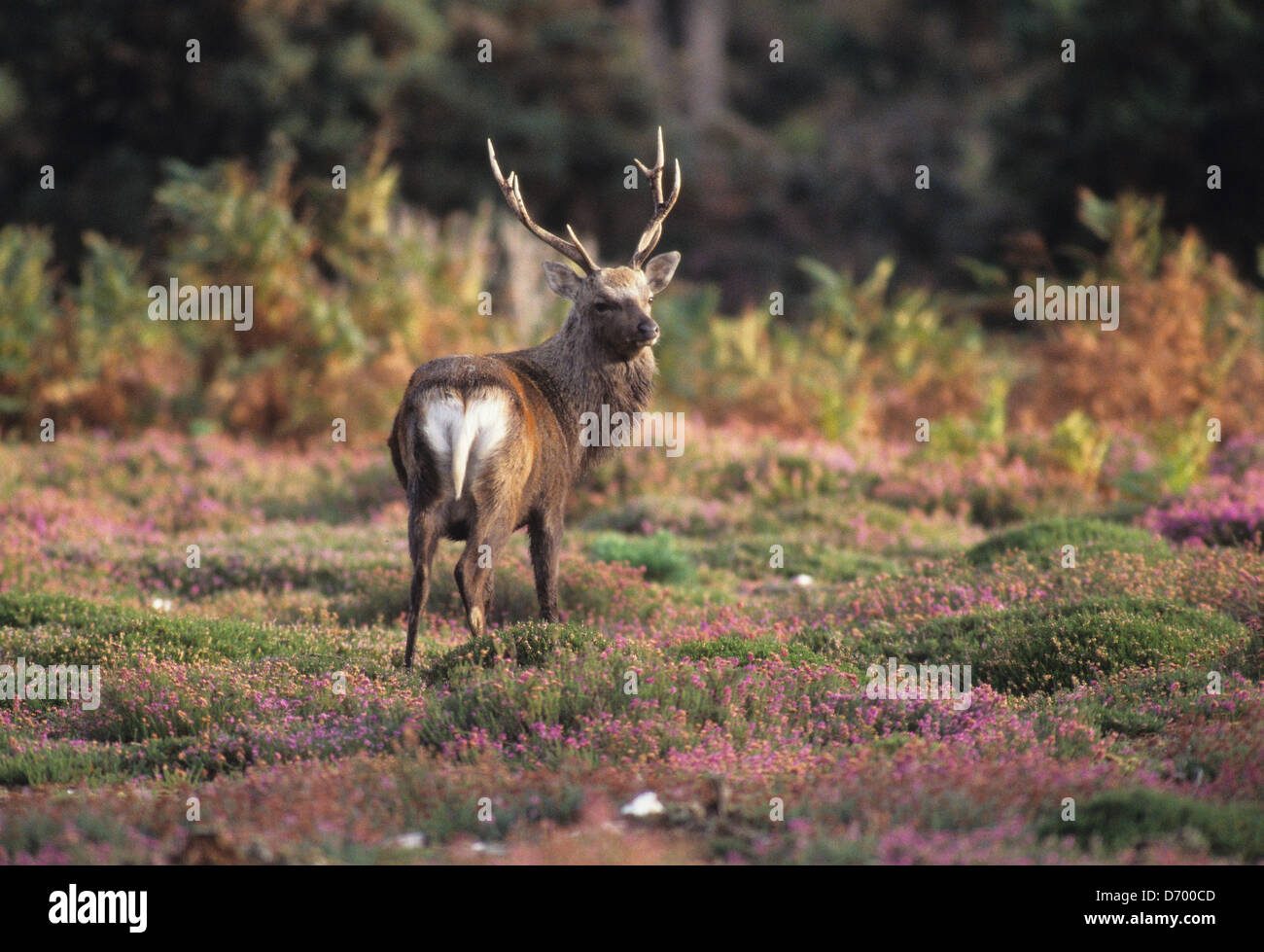 Un cervo sika su una brughiera Dorset Regno Unito Foto Stock