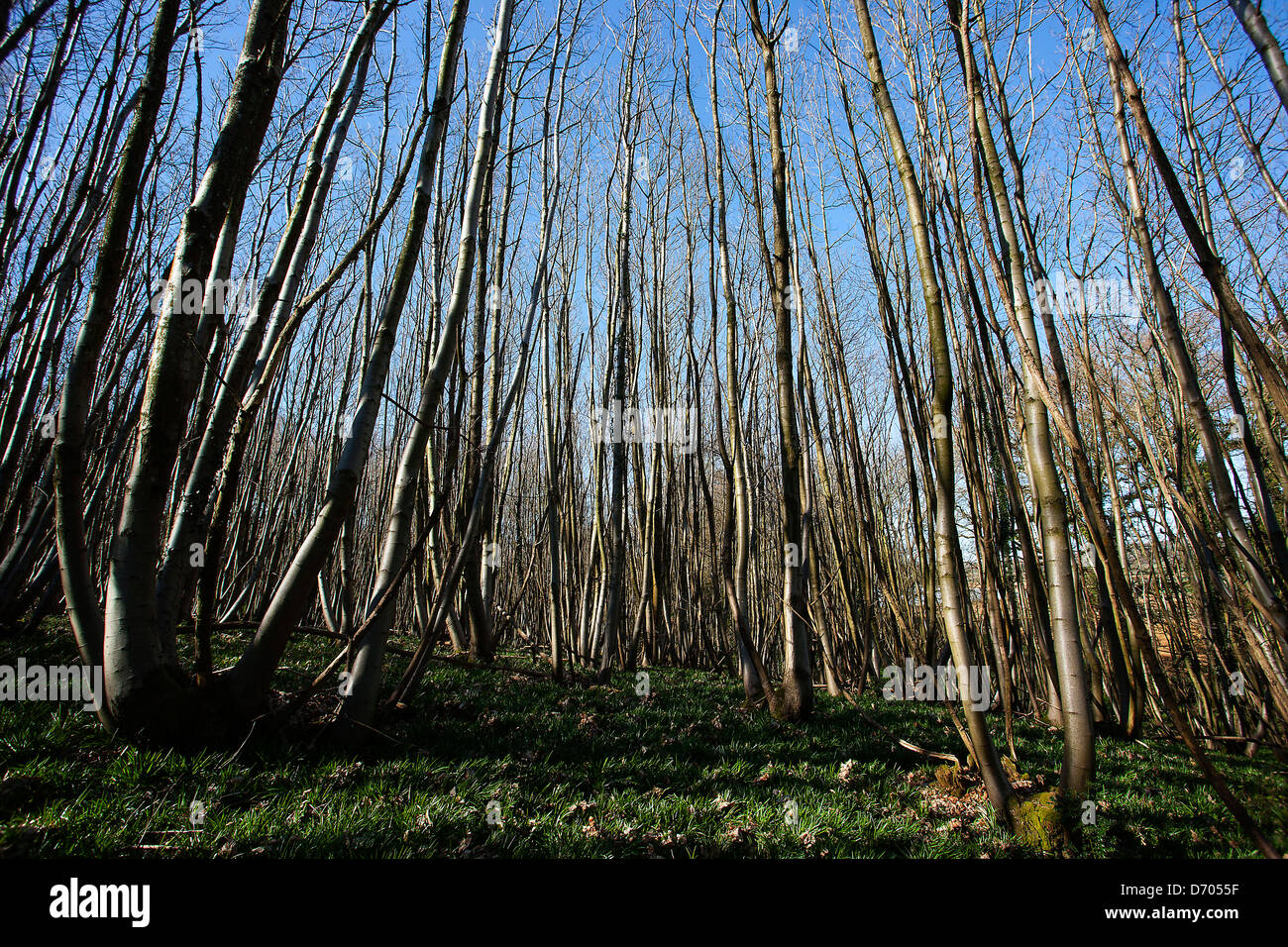 Sottile alti alberi densa nel bosco Foto Stock