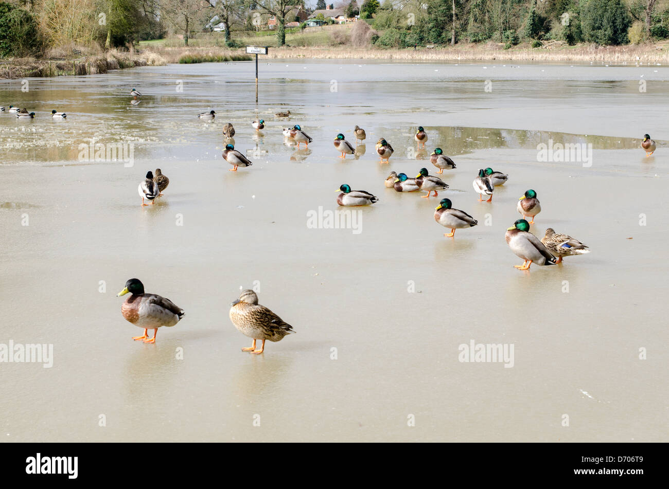 Anatre camminando sul laghetto congelato a campi di Abbazia a Kenilworth, Warwickshire Foto Stock