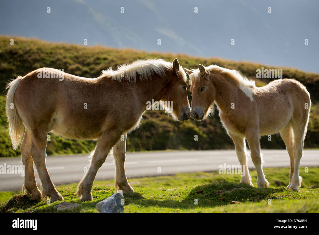 Mare e puledro cavalli in Vallee d'Ossau vicino a Laruns nel Parc National des Pyrenees Occidente, Francia Foto Stock Mare e puledro cavalli in Vallee d'Ossau vicino a Laruns nel Parc National des Pyrenees Occidente, Francia Foto Stock