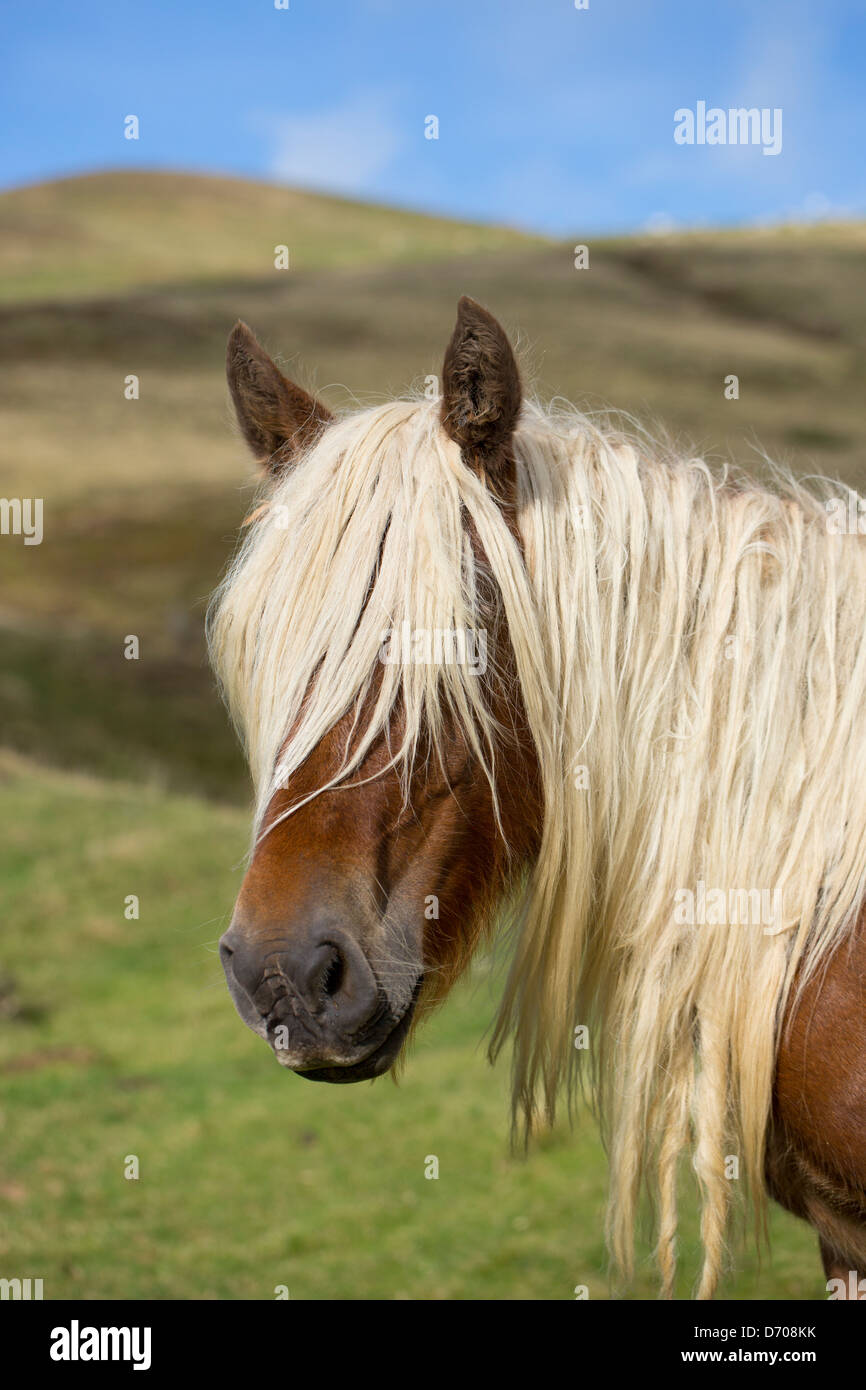 Cavallo in Vallee d'Ossau vicino a Laruns nel Parc National des Pyrenees Occidente, Francia Foto Stock Cavallo in Vallee d'Ossau vicino a Laruns nel Parc National des Pyrenees Occidente, Francia Foto Stock