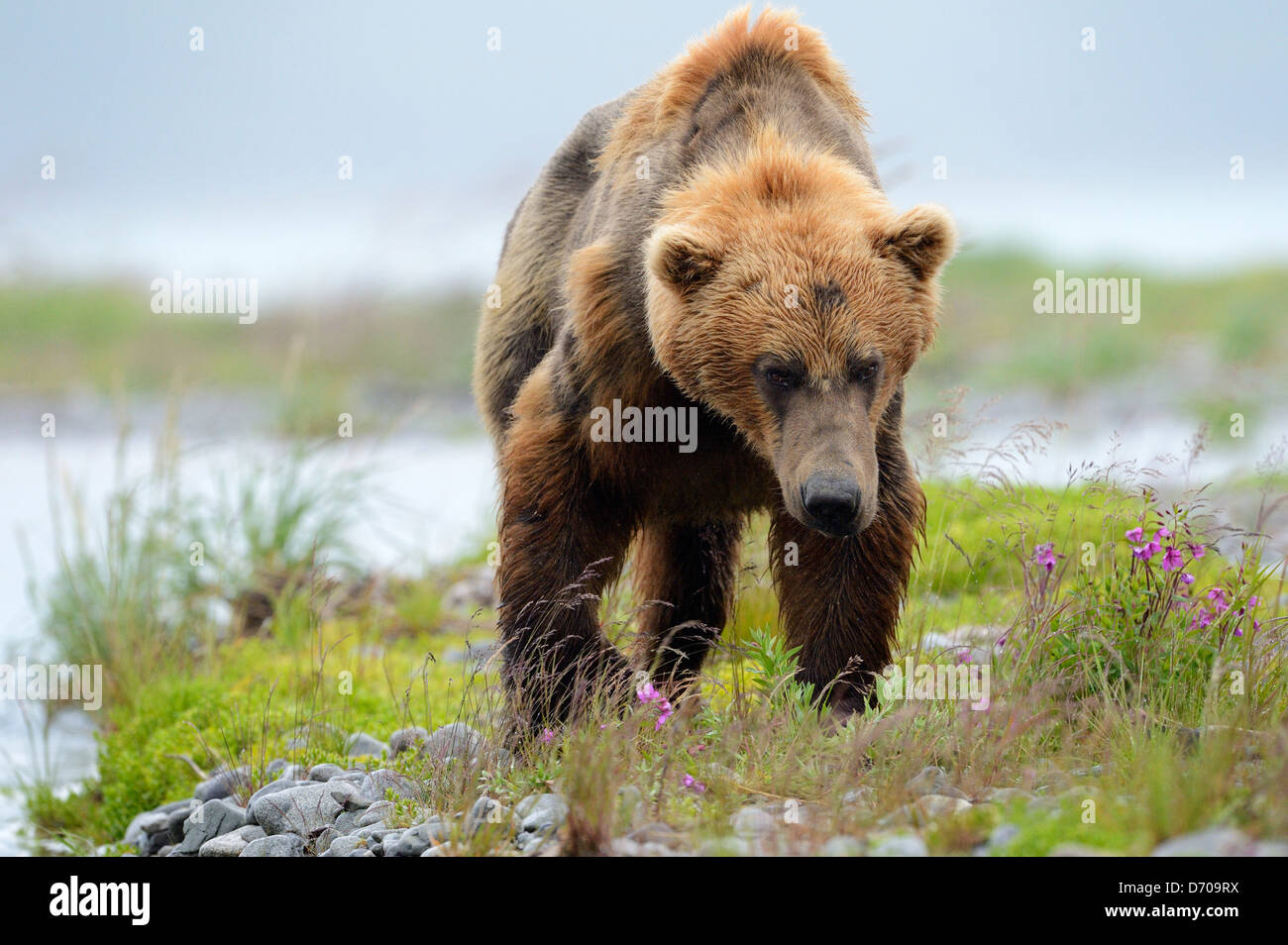 Orso grizzly camminando verso la telecamera circondato da fiori. Foto Stock