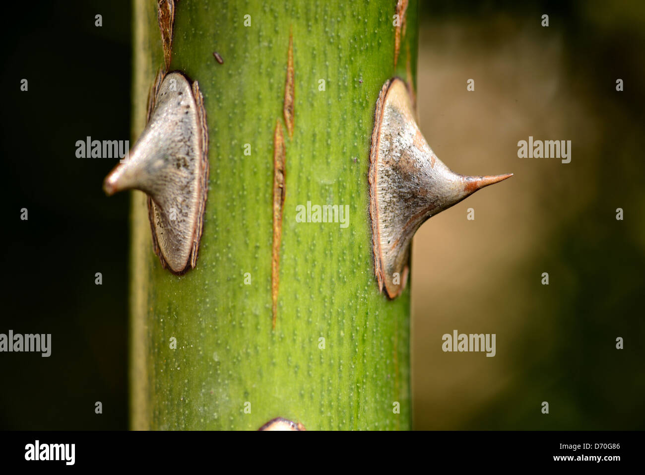 Le spine sul gambo di rose, extreme close-up Foto Stock