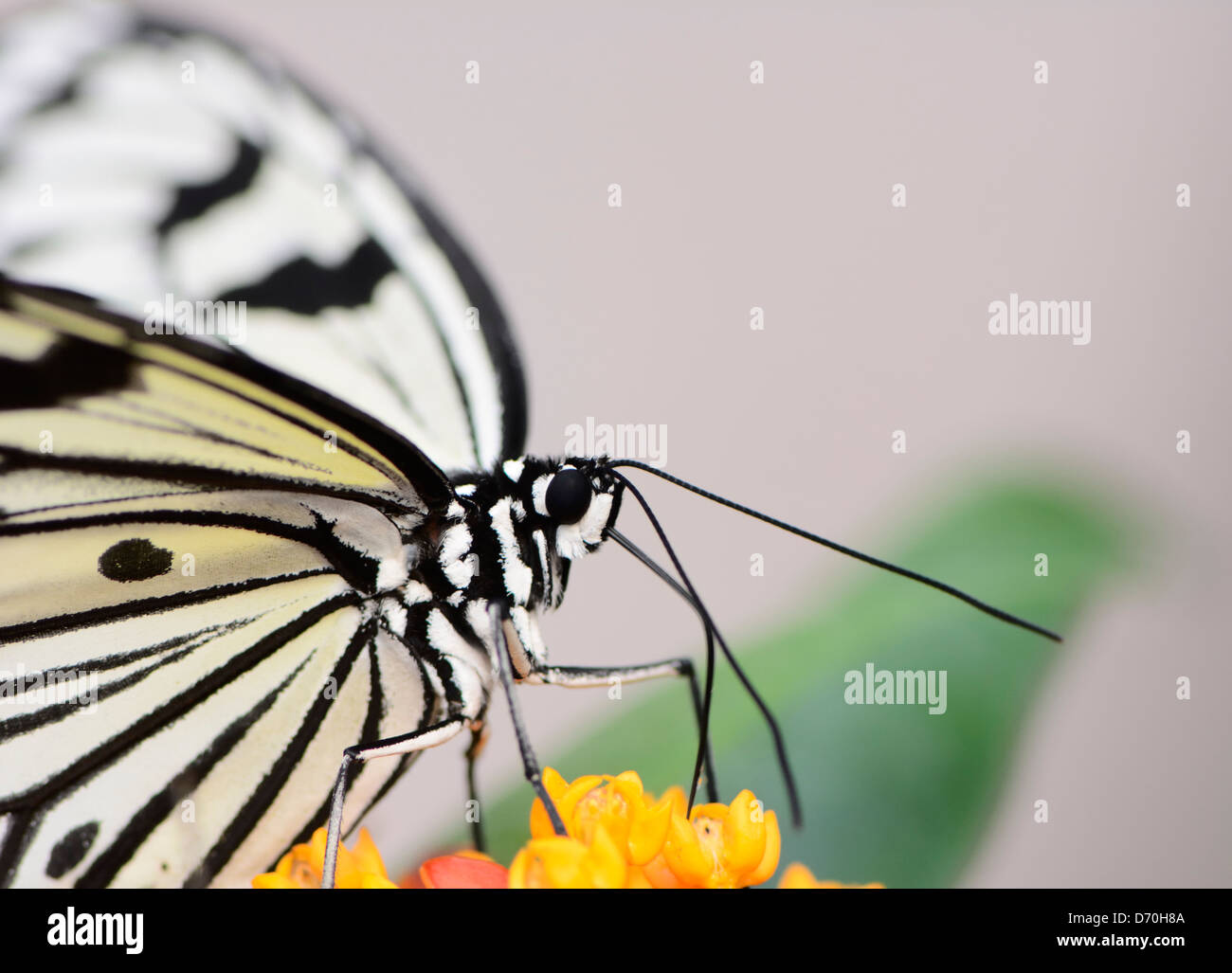 Farfalle tropicali, il grande albero ninfa, chiamato anche aquilone di carta (Idea leuconoe) Foto Stock
