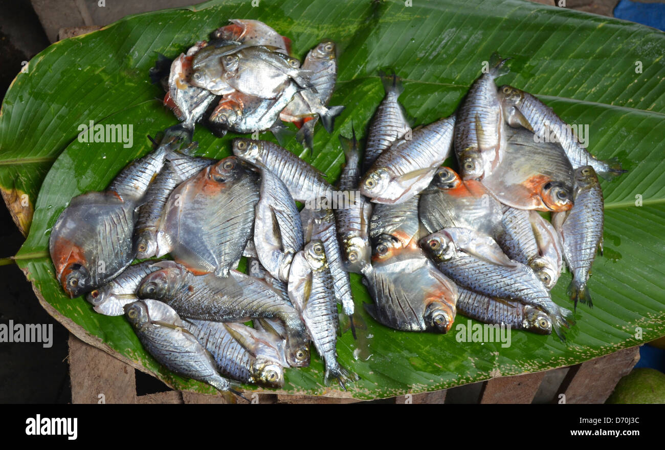 Piranhas per la vendita su un mercato del pesce in stallo a Iquitos, Perù Foto Stock