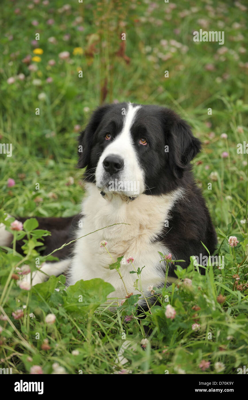 Asia centrale Pastore Foto Stock