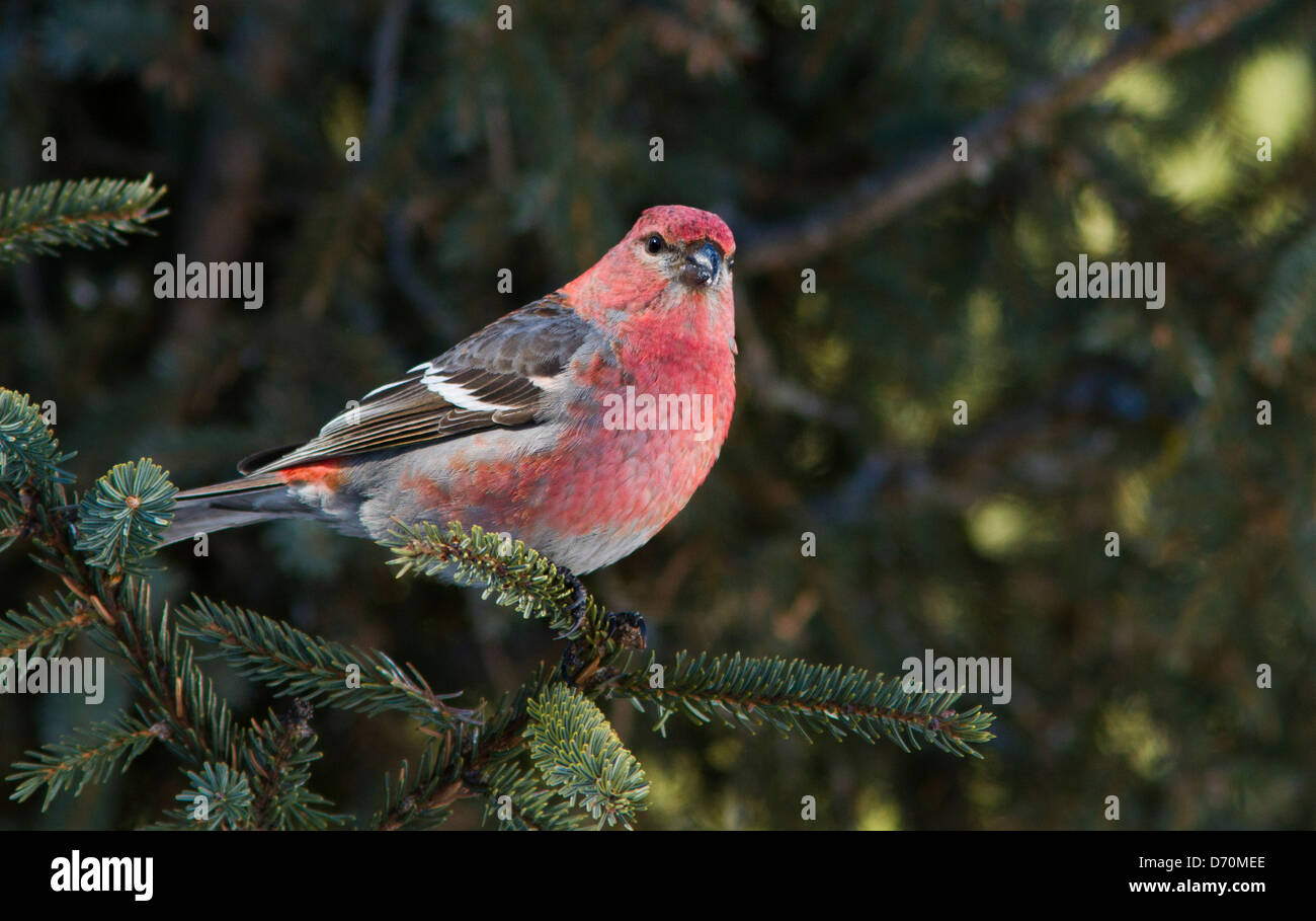 Pino maschio Grosbeak fotografato in inverno Foto Stock