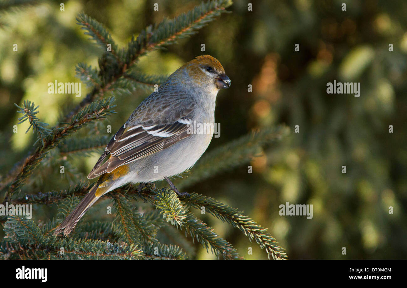 Pino femmina Grosbeak fotografato in inverno Foto Stock