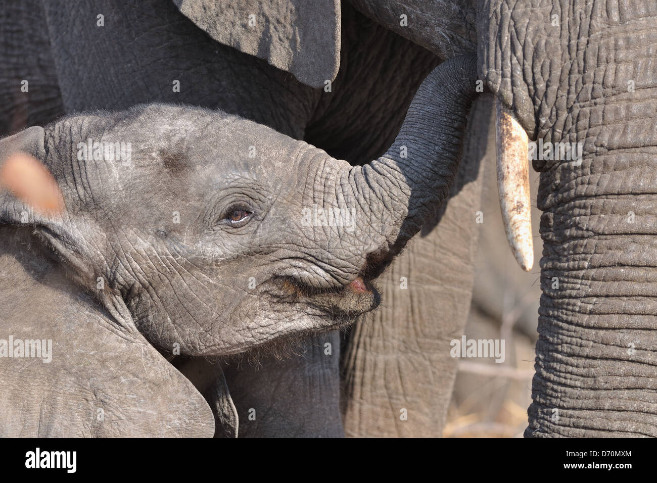 Bush africano Elefante africano (Loxodonta africana), la madre e il bambino, il Parco Nazionale Kruger, Sud Africa e Africa Foto Stock