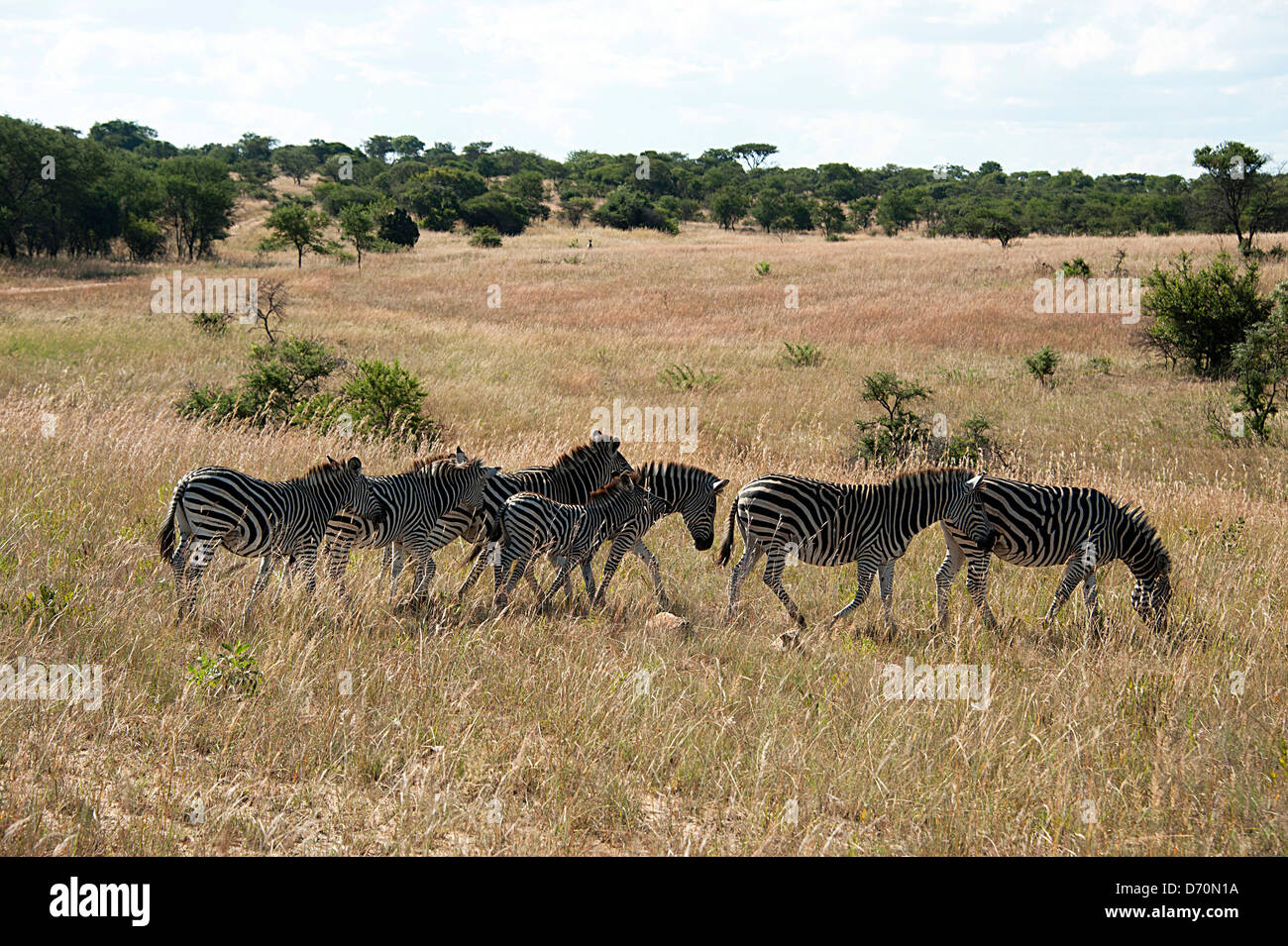 Zebre nella savana. Antelope Park, Zimbabwe. Foto Stock
