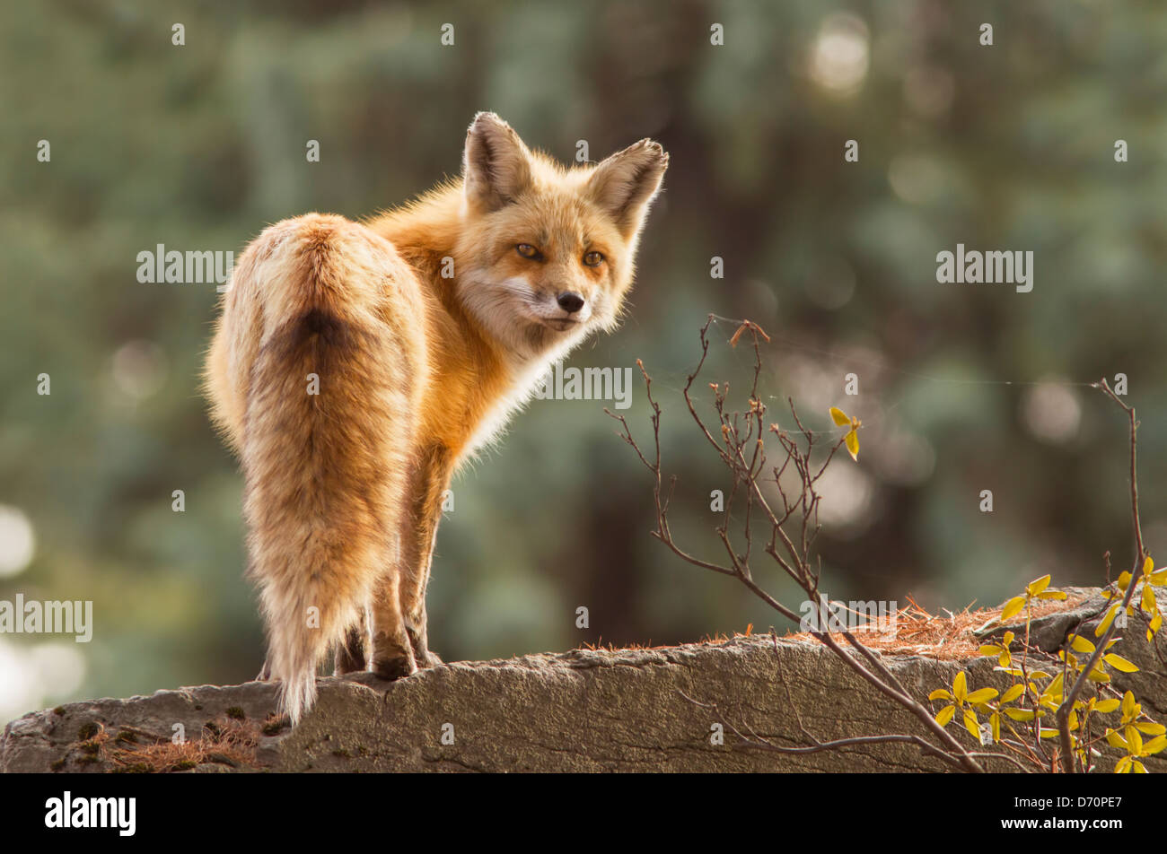 Femmina rosso fox nella luce del mattino Foto Stock