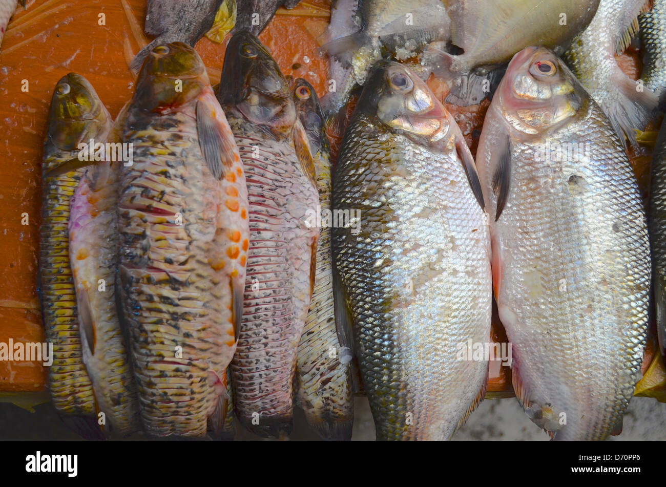 Pesci di acqua dolce in vendita su un mercato a Iquitos, Amazzonia peruviana Foto Stock