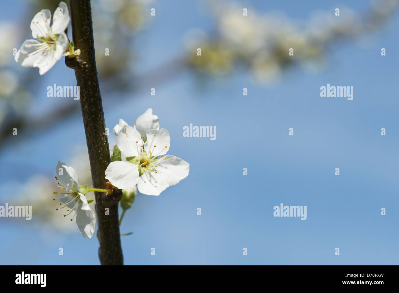 Prunus insititia Merryweather. Damson 'Merryweather Damson' albero in fiore molla contro un cielo blu Foto Stock