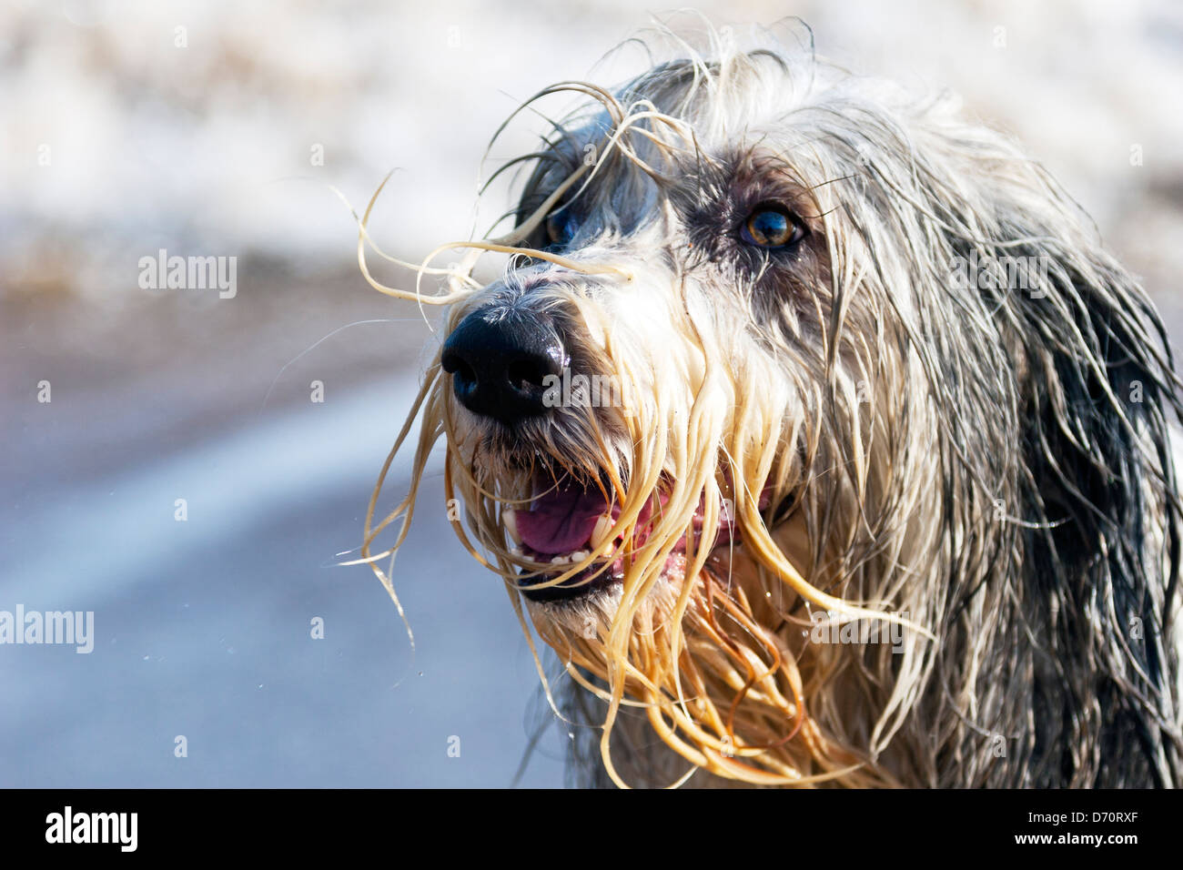 Soaking Wet barbuto collie cane sulla spiaggia di gocciolamento di acqua Foto Stock